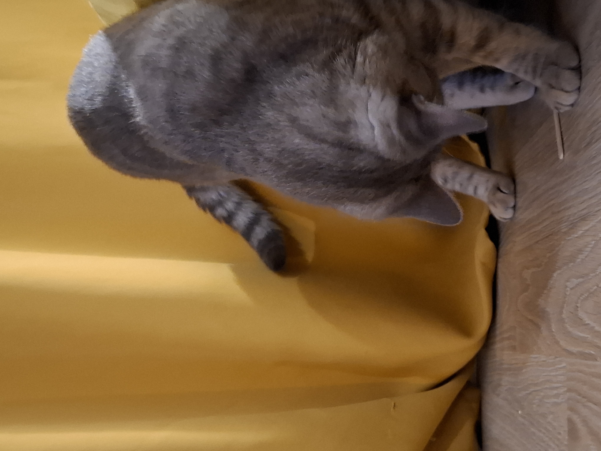 The image depicts a grey tabby cat with dark stripes and a striped tail, in a domestic setting. The cat is positioned on a light-colored wooden floor, leaning forward with its head down, as if investigating something on the floor. Its paws are visible, with two in the foreground and two further back. A thin, light-colored object, possibly a twig or a small stick, lies on the floor near the cat's front paws. Behind the cat is a large, yellow curtain, which appears to be made of fabric and is draped, creating folds and shadows. The lighting suggests an indoor environment. The scene is not located in Zemun Urban Municipality, Serbia, but rather in an unspecified indoor location.