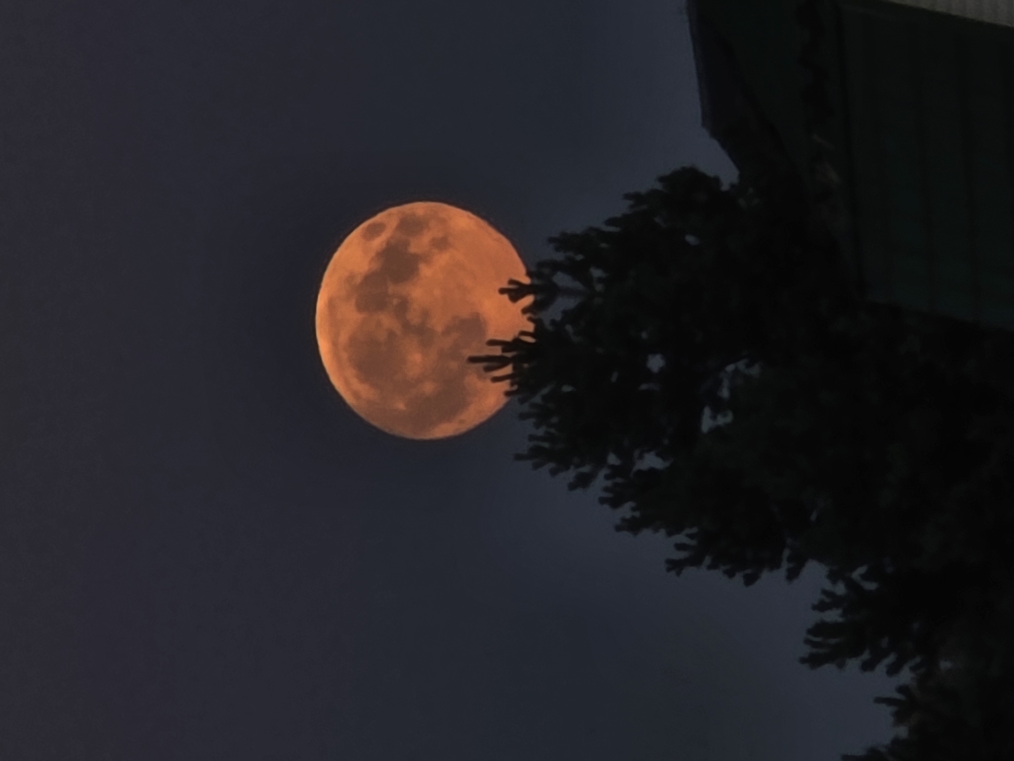 A full, bright orange moon is positioned high in a dark navy sky, partially obscured by the dark silhouette of the top of a pine tree. A portion of a dark green roof of a building is visible in the lower right corner of the image. The image captures a scene in Rechitsy, Russia, under a night sky.