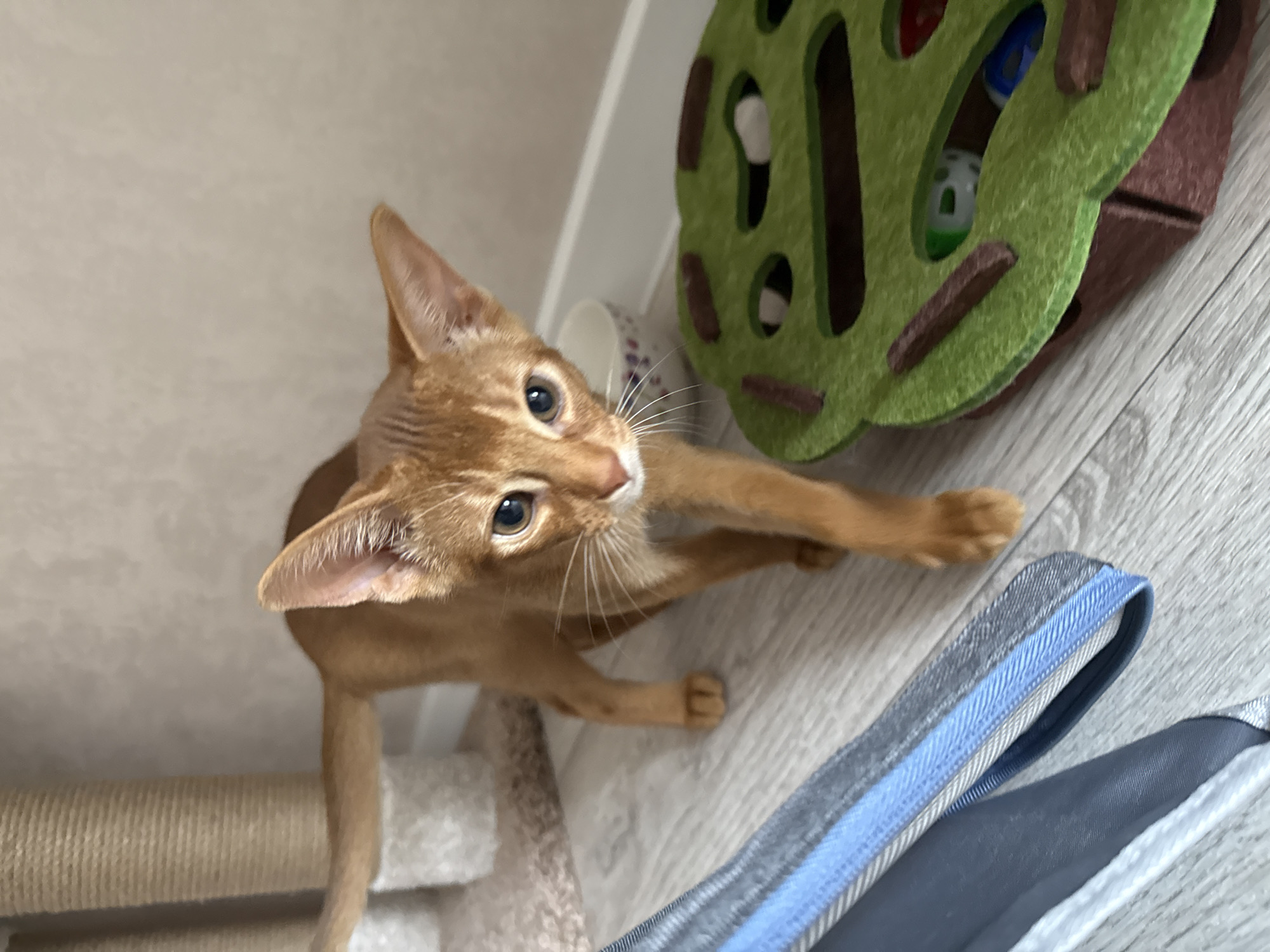 An Abyssinian kitten walks towards the camera on a light-colored wooden floor. The kitten is an orange tabby with large ears and bright eyes. In the background, there is a scratching post, a small bowl, and a green and brown cat toy with balls inside. The scene appears to be indoors, likely in a domestic setting. There is no visible indication of the city of Stary Oskol, Russia, or any specific urban or rural location.