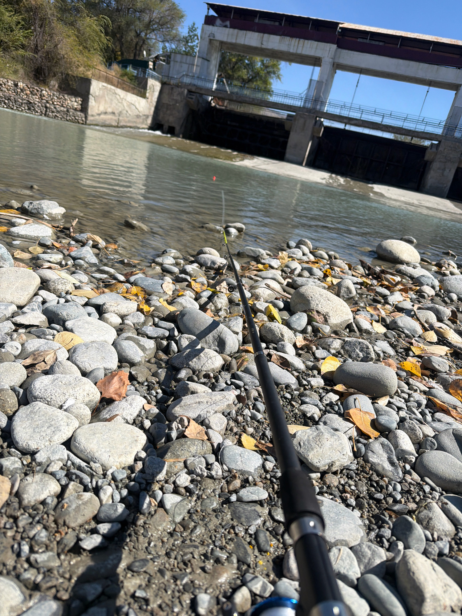 The image shows a fishing rod with a red float on the line, cast into a river. The riverbank is covered in smooth, grey stones and fallen autumn leaves. In the background, a concrete structure resembling a dam or sluice gate spans the river. The sky is clear and blue. The scene is likely at the Ili River, near the city of Tekeli, Kazakhstan, known for its abundant fish species and natural beauty.