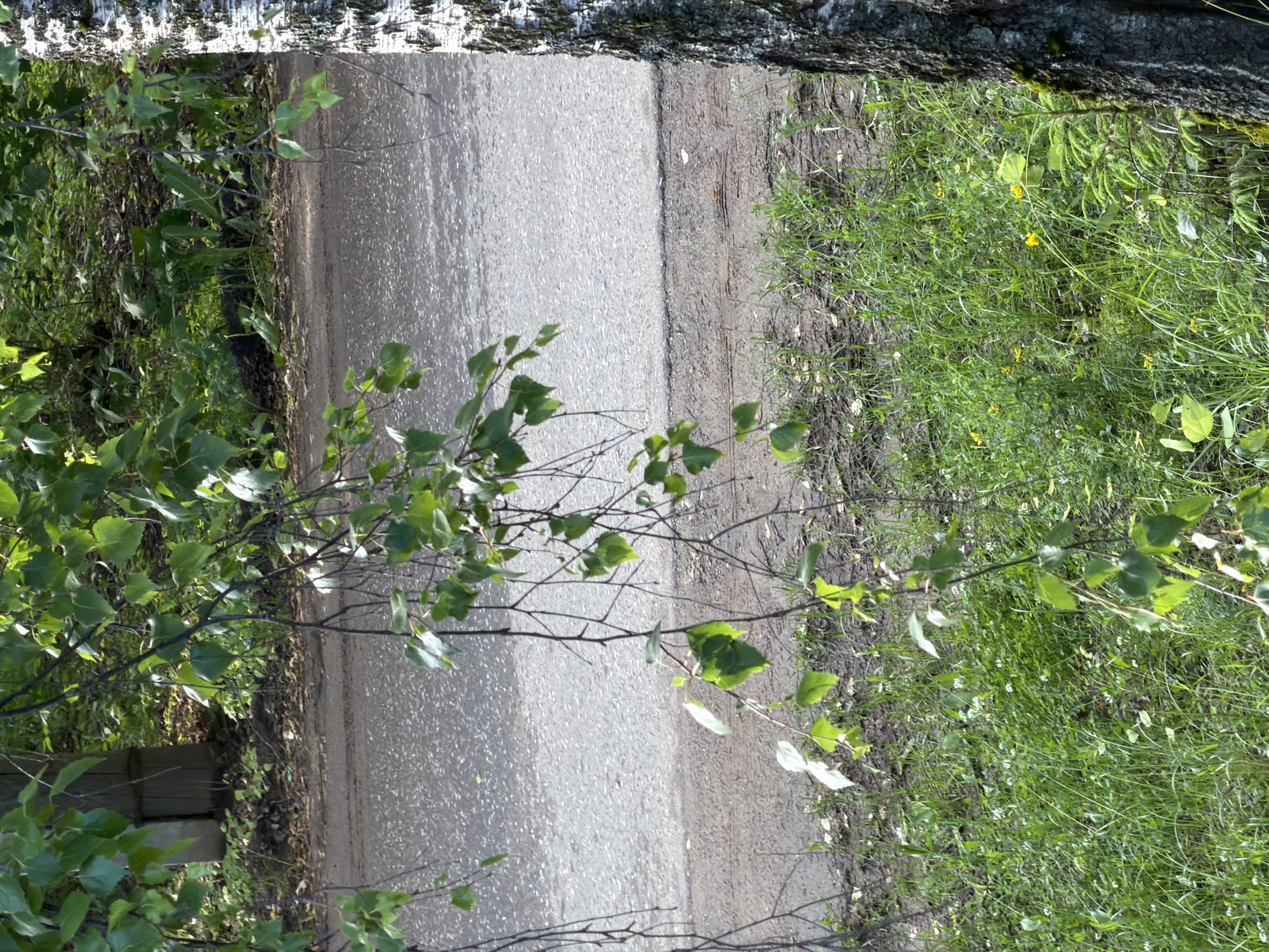The image shows a close-up view of a birch tree trunk on the right, with its distinctive white and black bark. In the foreground, lush green grass with small white and yellow wildflowers covers the ground. Overhanging branches with green leaves from another tree, possibly also a birch, extend from the left side of the frame, obscuring part of the background. A grey asphalt road is visible behind the grassy area, with a dirt shoulder separating it from the grass. In the far background, dense green foliage and the shadow of a structure are discernible. The scene appears to be outdoors, likely in a park or along a roadside in the city of Shikhovo, Russia, bathed in natural daylight. There are no people or animals visible in the frame.
