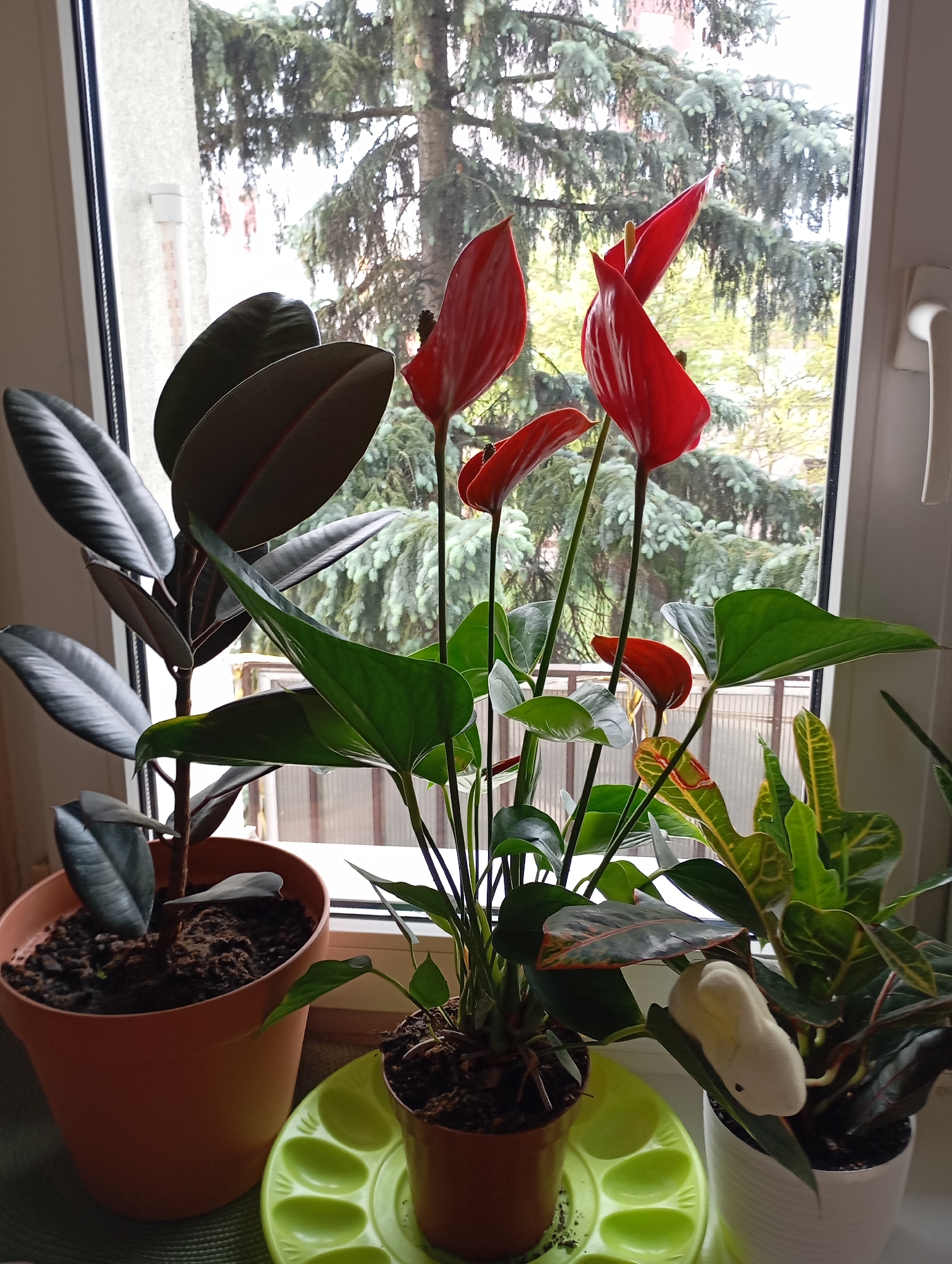 The image captures an indoor scene in Bydgoszcz, Poland, presenting a collection of potted plants situated on a windowsill.
From left to right: A rubber plant in a terracotta pot, an anthurium plant with prominent red spathes in a smaller brown pot set on a light green tray, and a croton plant in a white pot.
The backdrop is a window offering a view of a tree, suggesting an outdoor environment. The natural light entering through the window illuminates the scene. The overall impression is one of a domestic setting enriched by indoor greenery.