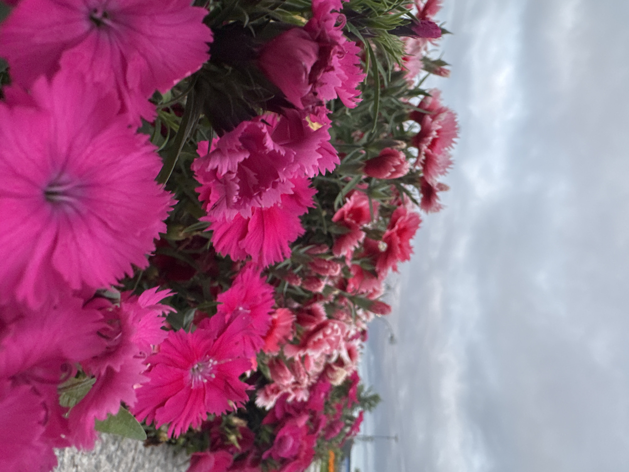 A close-up, low-angle shot focuses on a dense planting of vibrant pink and fuchsia carnations. The flowers, with their characteristic ruffled petals, fill the majority of the frame, some in sharp focus in the foreground and others receding into a soft blur towards the background. Their rich colors contrast with the muted, overcast sky that dominates the upper portion of the image. Green foliage is interspersed among the blooms. In the distance, blurred elements suggest an urban or park-like setting with some indistinct structures and possibly a light pole. The scene appears to be outdoors, likely in a managed landscape. There are no people or animals visible in the image. The overall impression is one of lush, colorful floral display under a cloudy sky. The location is identified as Salekhard, Russia.