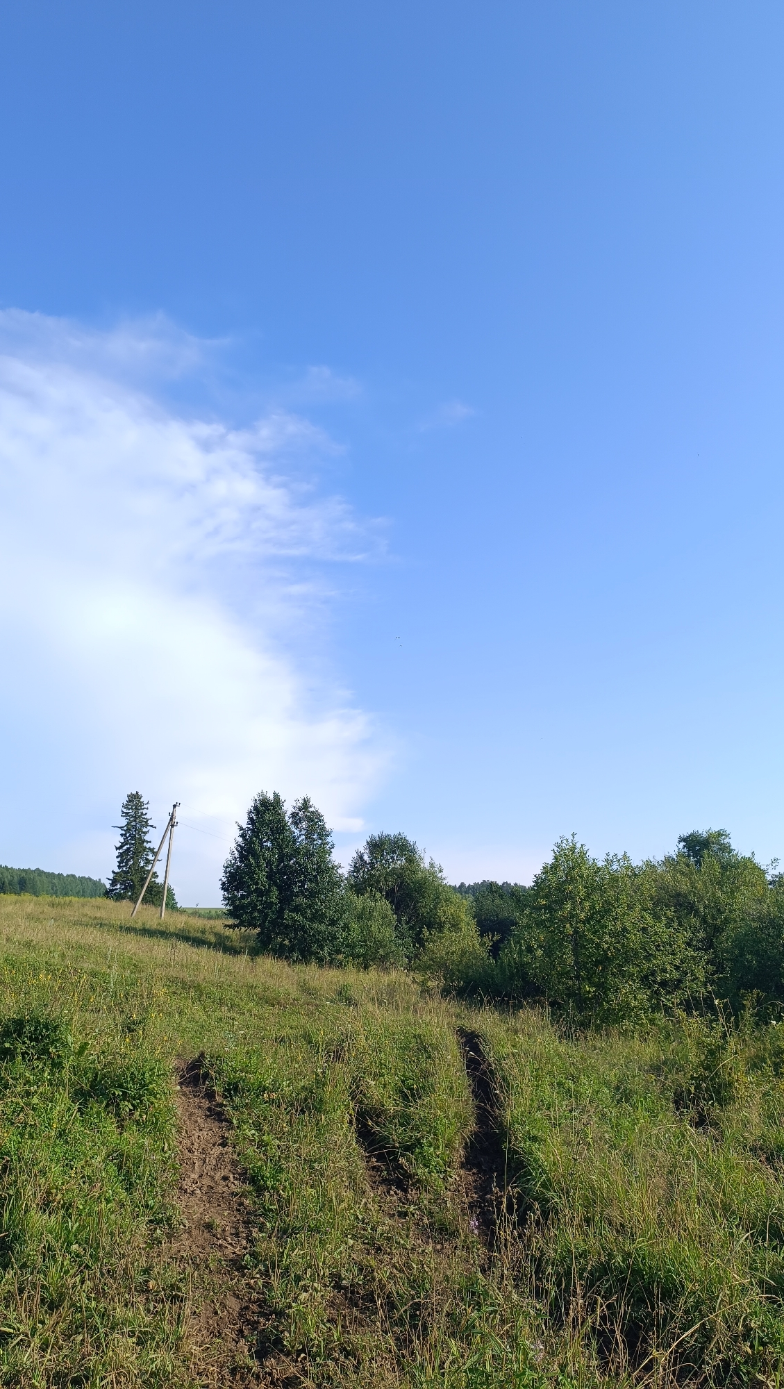 The image depicts a rural landscape under a clear blue sky with scattered white clouds. The foreground is dominated by a grassy field with a dirt track running through it. The track appears to be worn by vehicle tires, suggesting recent passage.
In the middle ground, a cluster of trees stands on a gentle slope, with a single, tall pine tree to the left of a power pole. The trees are lush and green, indicating a warm season. Beyond the trees, a dense forest forms the background, stretching across the horizon.
The scene is bathed in natural light, suggesting it is daytime, likely mid-morning or afternoon, given the brightness and the clear sky. The weather appears fair and sunny, with a gentle breeze hinted at by the wispy clouds. The location is identified as Karsha, Russia, further reinforcing the rural, possibly agricultural, context of the image. There are no people or animals visible in the frame, and no text is present. The overall mood is one of natural tranquility and rural simplicity.