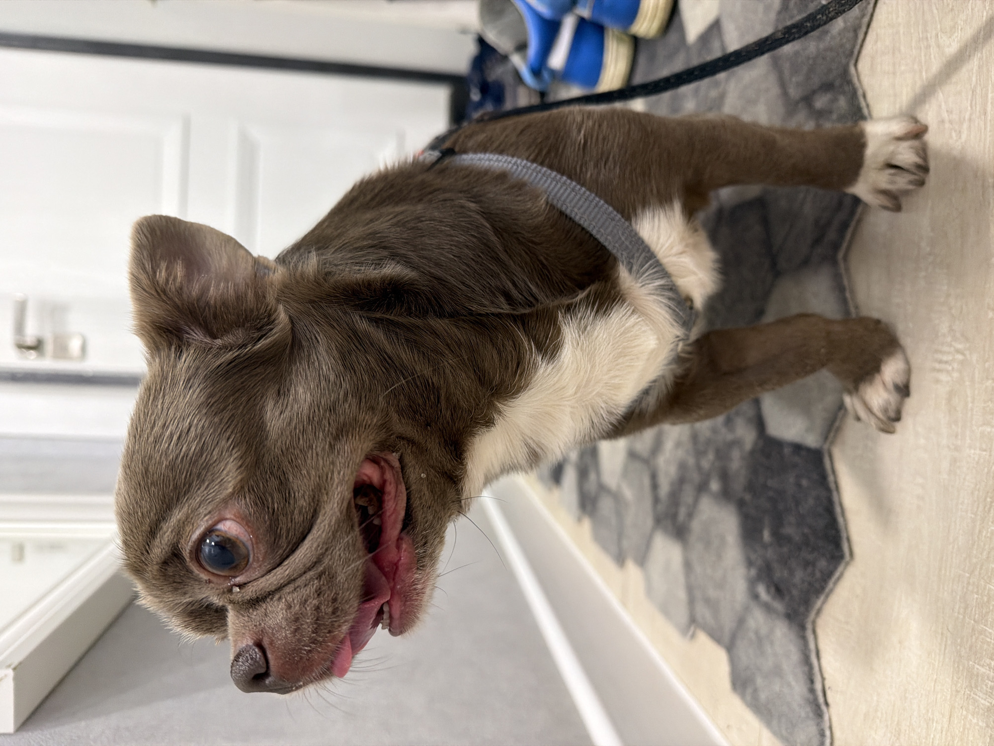 A brown and white chihuahua stands on a gray and white geometric patterned rug indoors. The dog wears a gray harness and a black leash is attached. The dog's mouth is open, revealing its tongue. A white door and trim are visible in the background. The location is unknown and cannot be determined from the image.