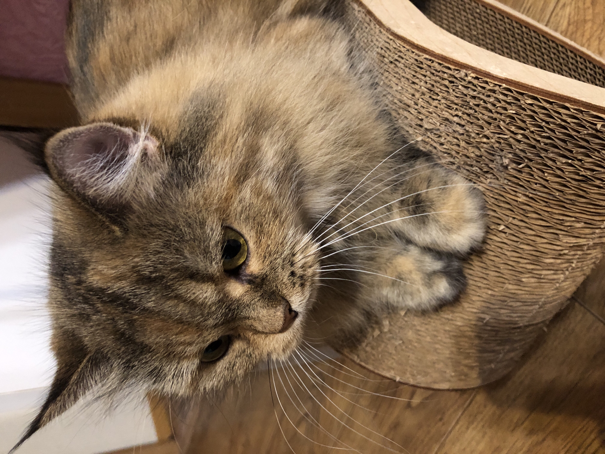 An overhead, close-up shot shows a tortoiseshell cat lounging on a brown cardboard scratching post. The cat's face is the primary focus, with its ears alert and its eyes looking down and to the left. The cat's fur is a mix of brown, black, and orange, with long, white whiskers fanning out from its nose. The scratching post is curved and textured, with a visible grain. The background is blurred, showing wooden flooring and a hint of a white curtain or wall. The lighting is soft, suggesting an indoor environment.