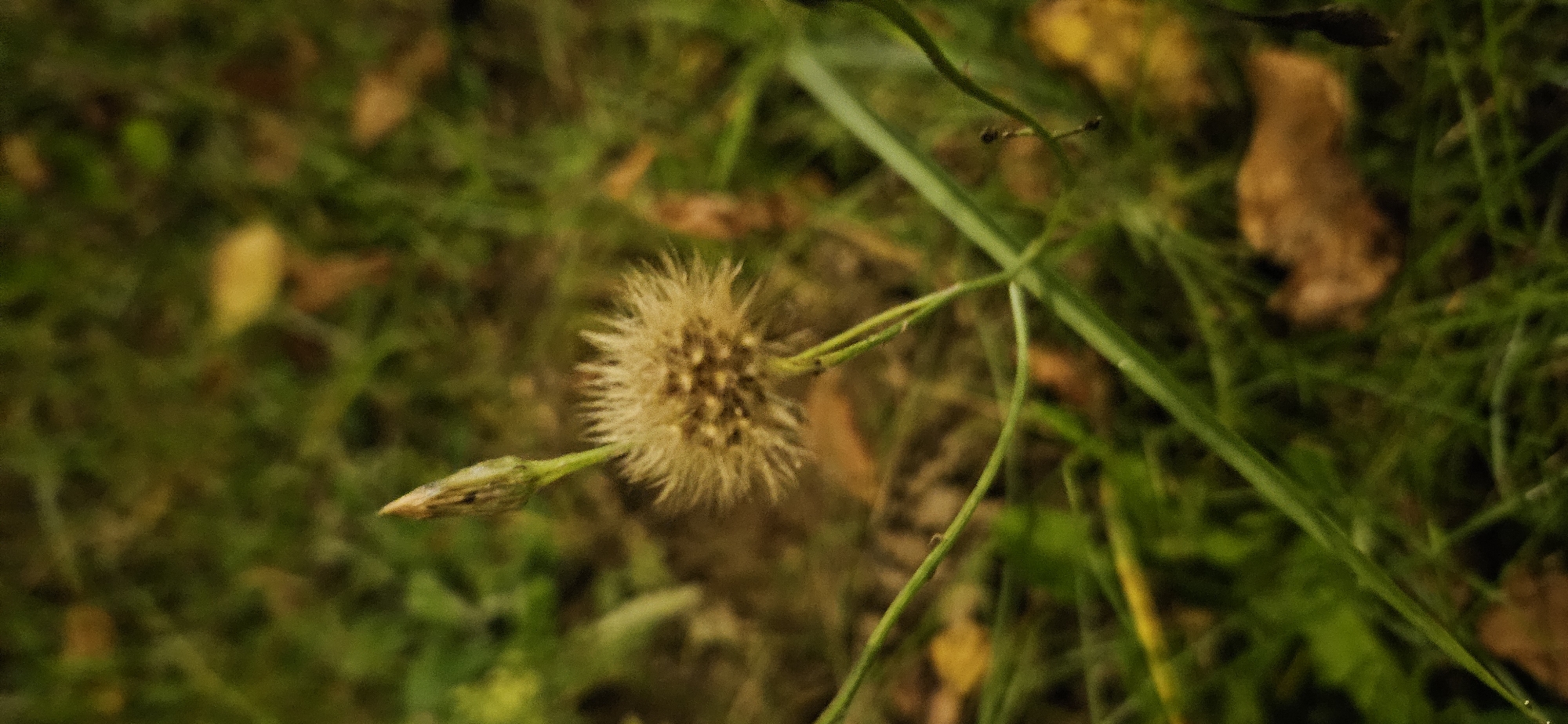 The image shows a close-up, vertically oriented view of a dried dandelion seed head and a closed bud, both emerging from thin green stems. The seed head is spherical and fluffy with visible individual seeds. The background is a blurred expanse of green grass, interspersed with a few fallen brown leaves and some out-of-focus yellow shapes that could be leaves or flowers. The lighting suggests it might be late afternoon or early evening. The image does not contain any elements that would allow for determination of its location in Vitsebsk, Belarus.