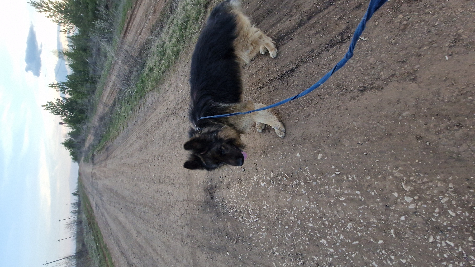 A German Shepherd dog is standing on a dirt road, attached to a blue leash. The dog is facing down the road, which stretches into the distance. The road is lined with trees and bushes on either side. The sky is visible in the distance, with some clouds. The scene is likely in a rural area. The location in the city of Otchor, Russia is not discernible from the image.