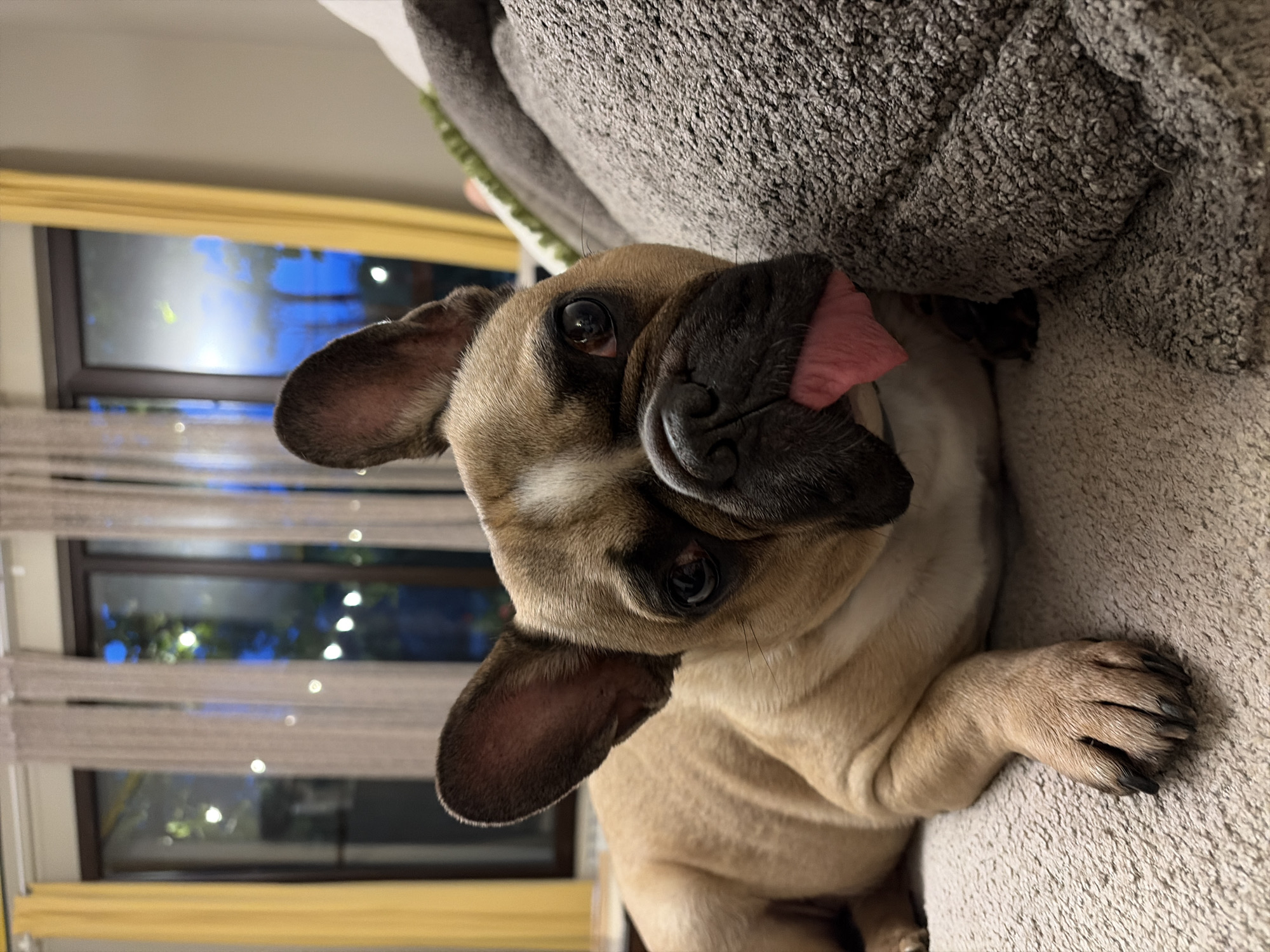 A fawn-colored French Bulldog is captured lying on a textured grey couch, looking directly at the camera with its head slightly tilted. The dog has dark, attentive eyes and a black nose. Its pink tongue is playfully sticking out from the side of its mouth. One of its paws, featuring visible claws, is tucked close to its body.
The background reveals a window with dark frames and horizontal blinds. Through the window, an evening or nighttime scene is visible, characterized by a dominant blue light source and several scattered, bright points, which appear to be either string lights or distant urban lights. A yellow wooden trim or frame runs along the lower part of the window area. The setting suggests a comfortable indoor environment, likely a living room or bedroom in Sofia, Bulgaria. The lighting is soft indoors, contrasting with the blue hues from outside. No text is visible in the image.