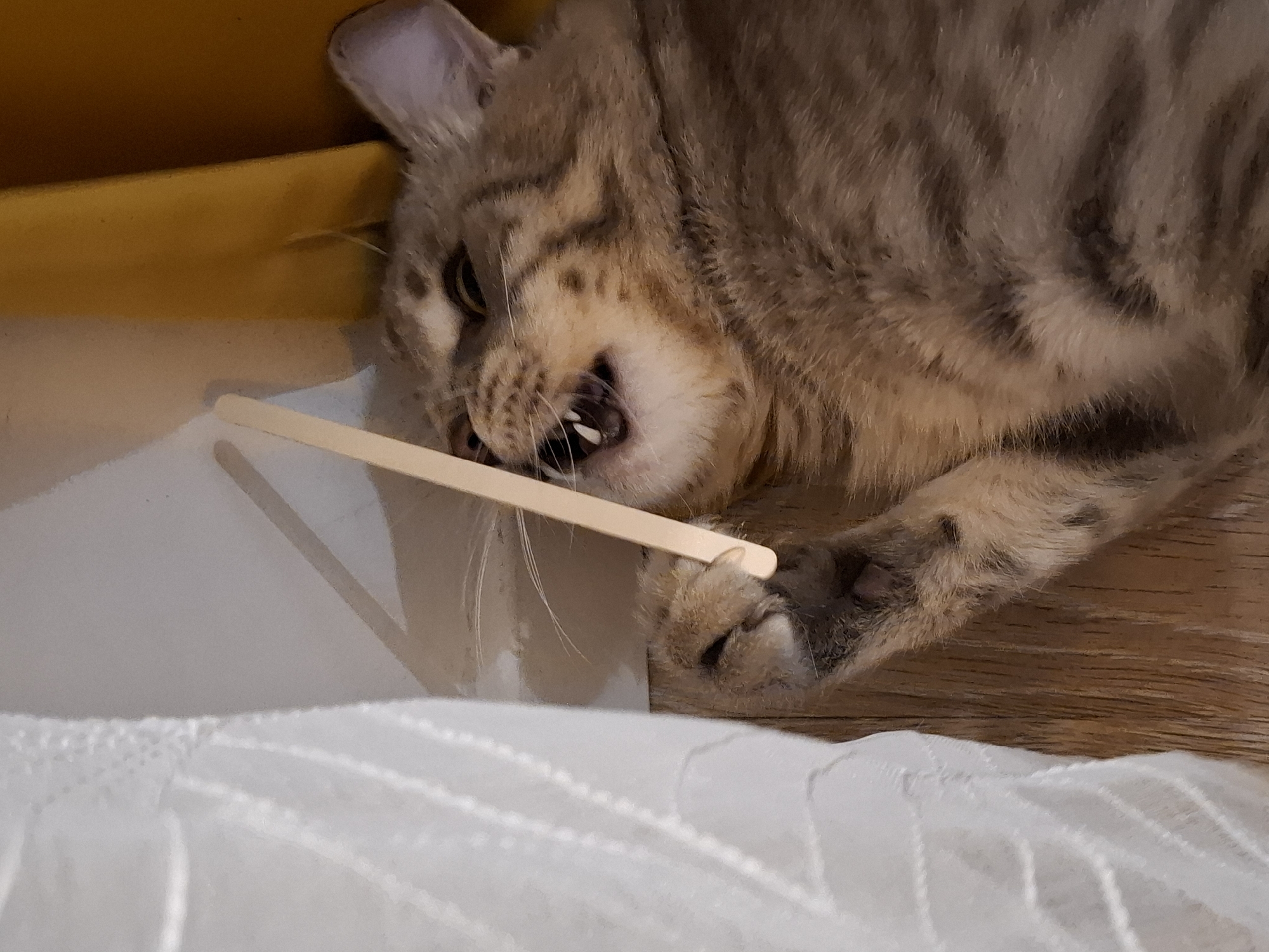 A tabby cat is lying on a wooden floor, its mouth open and biting down on a popsicle stick. The cat's left paw is raised and appears to be holding the stick. To the left of the cat is a white curtain, and to the right is a yellow curtain. The scene is indoors. The location is not provided in the image.