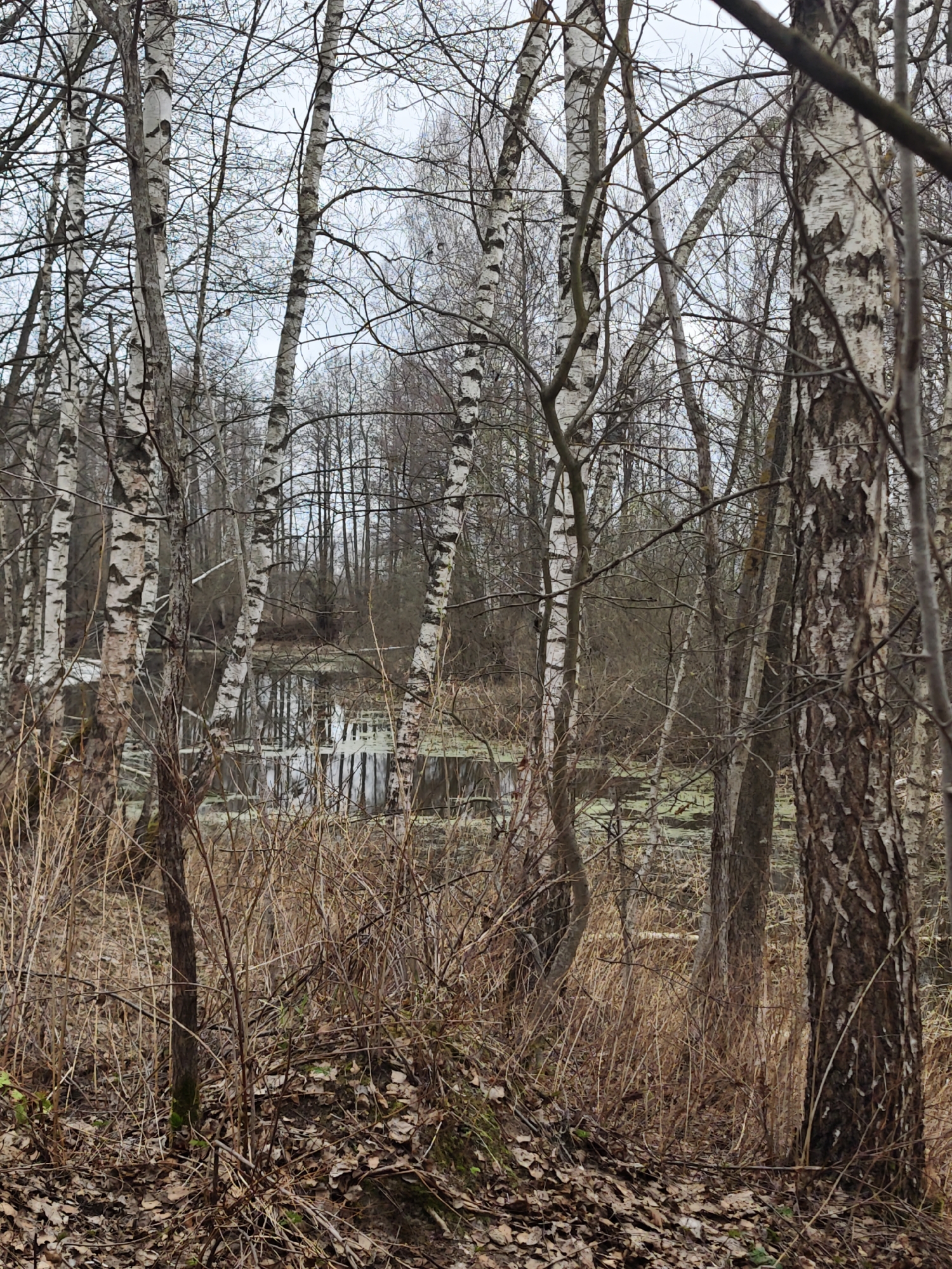 The image depicts a section of a forest in Nadezhdino, Russia. Dominant features include a small body of water, likely a pond or marsh, reflecting the sky and surrounding trees. Birch trees with their distinctive white bark are prominent in the foreground and middle ground. The undergrowth consists of dry grasses, leafless shrubs, and a layer of fallen leaves covering the ground. The scene is overcast with a muted color palette, suggesting a late autumn or early spring season. There are no people visible in the image. The environment appears undisturbed and natural, characteristic of a wooded area.