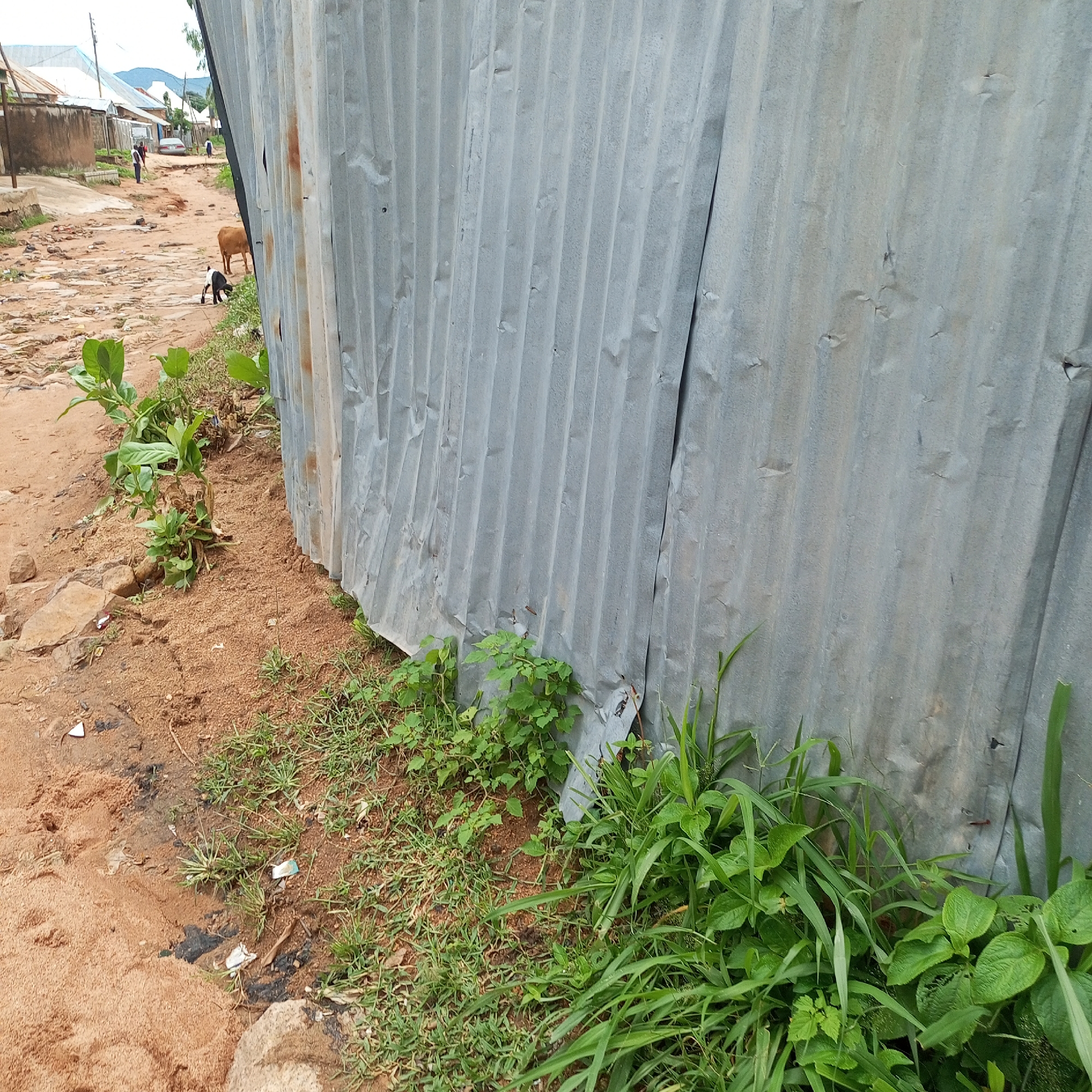 The image depicts a rural or semi-urban scene in Jalingo, Nigeria, likely during the daytime given the natural lighting. The foreground is dominated by a weathered, corrugated metal fence, which shows signs of rust and damage, indicating age and exposure to the elements. Lush green vegetation, including grasses and leafy plants, grows around the base of the fence and encroaches onto a dirt path. The path itself is uneven and appears to be a road, with loose soil and scattered debris.
In the middle ground, a dirt road stretches into the distance, lined by buildings with tin roofs, characteristic of informal settlements. Several people are visible walking along the road. A light-colored car is parked or slowly moving on the road. Further in the background, more buildings and distant hills or mountains are discernible, suggesting a town or village setting. Two animals, possibly goats or sheep, are present on the road. One is a brown, medium-sized animal, and the other is a black and white smaller animal. The overall impression is one of a working-class or informal community, with daily life unfolding in an outdoor environment. The weather appears to be overcast or possibly just after rain, as the ground looks somewhat damp in places. There is no visible text in the image.