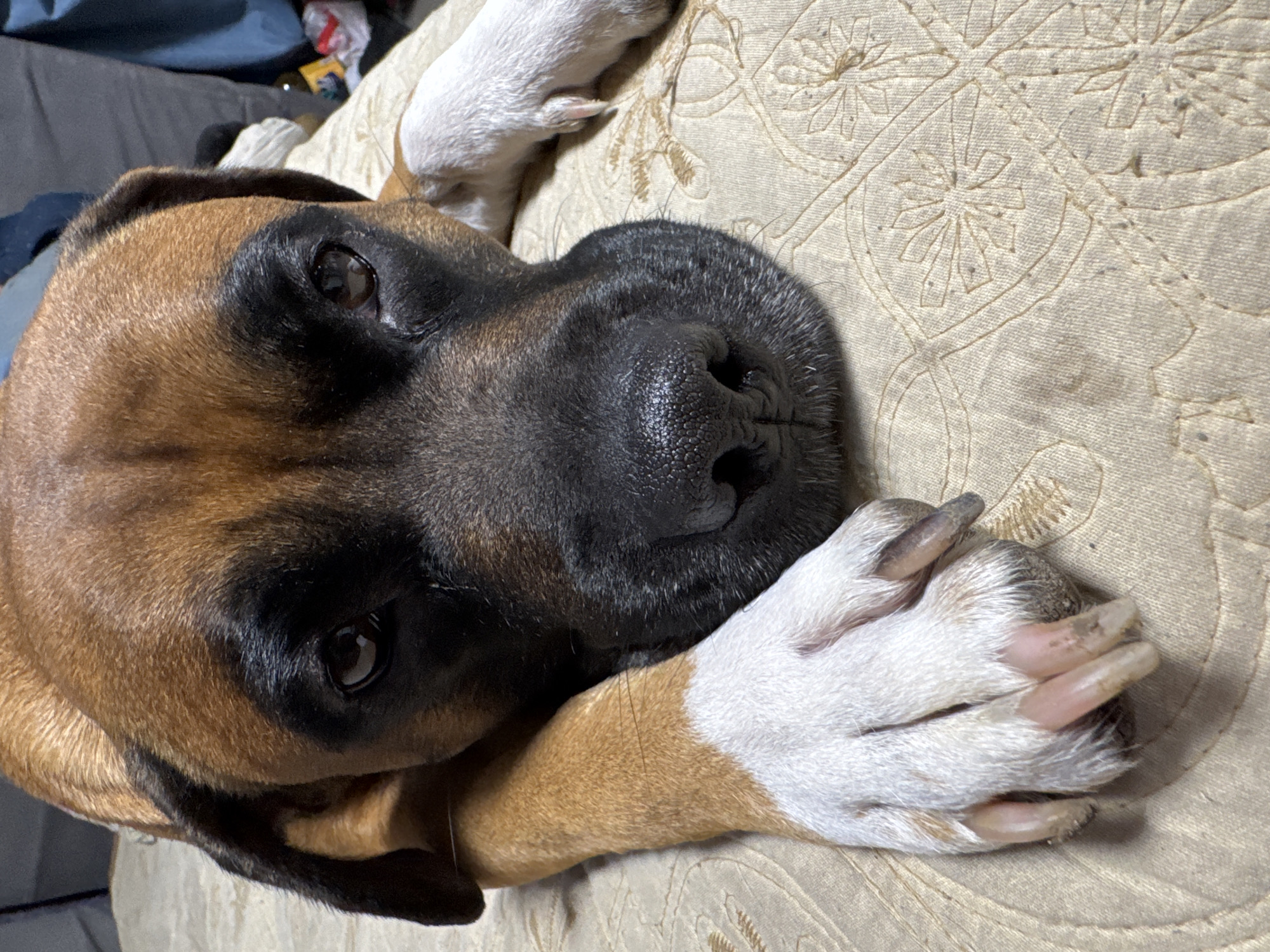 A close-up, high-angle shot depicts a brown and black Boxer dog lying on a tan patterned surface, likely a bed or couch. The dog's head is central, with its large, black nose prominently featured. The dog's paws, white with long, unkempt nails, are crossed. The dog looks directly at the viewer. The background includes a glimpse of gray and blue fabric and a few indiscernible items. The image does not provide any information to determine its location in the city of Chaikovsky, Russia.