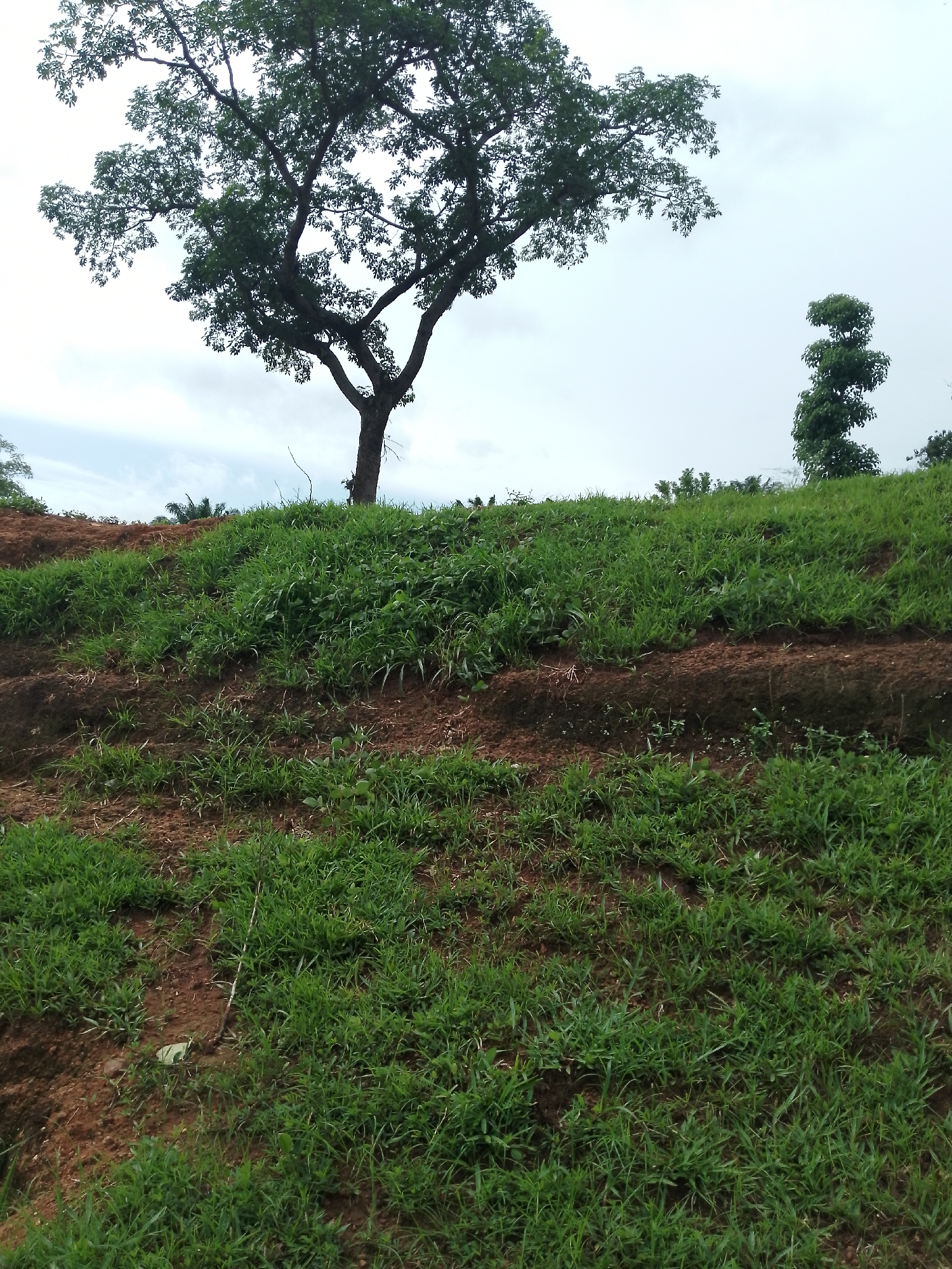 The image depicts a natural, possibly rural or undeveloped, landscape. In the foreground, a gently sloping hill is covered in dense green grass with exposed patches of reddish-brown soil. The terrain appears to be terraced or contoured, suggesting agricultural activity or land management. In the background, a large, leafy tree with a thick trunk stands prominently on the left side of the image, its branches reaching towards a cloudy sky. To the right, a much smaller, columnar tree or bush is visible, also on a grassy incline. The overall atmosphere is one of natural growth and a serene, undeveloped environment. There are no people or man-made structures visible in the immediate vicinity. The lighting suggests it is daytime, possibly overcast. The location in Serti, Nigeria is not evident from the visual cues alone.