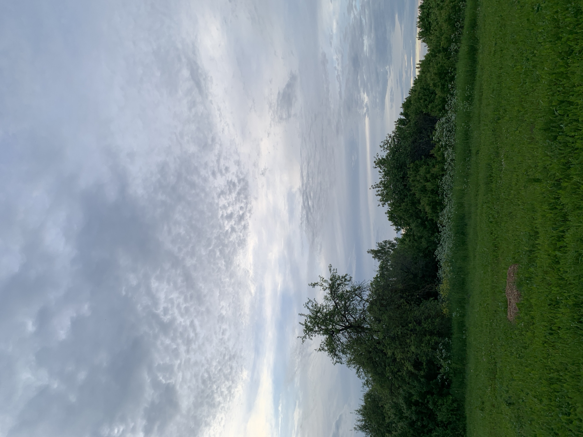 The image presents an outdoor landscape within Відзаўскі сельскі Савет, Belarus, under a diffused, overcast sky. The foreground features a vibrant green grassy field with a centrally located, irregularly shaped mound of dark earth. The midground consists of a dense, dark green treeline composed of various deciduous trees and bushes, with one prominent, taller tree exhibiting a partially sparse canopy extending into the sky, positioned slightly left of center. White and yellow wildflowers are visible interspersed with the grass at the base of the treeline. The sky is predominantly covered by multiple layers of grey clouds; the upper portion displays a textured, lumpy formation consistent with altocumulus, while lower clouds appear flatter and more uniform, ranging from light grey to a pale bluish-white, indicative of comprehensive cloud cover. No individuals, animals, or discernible man-made structures are present in the scene.