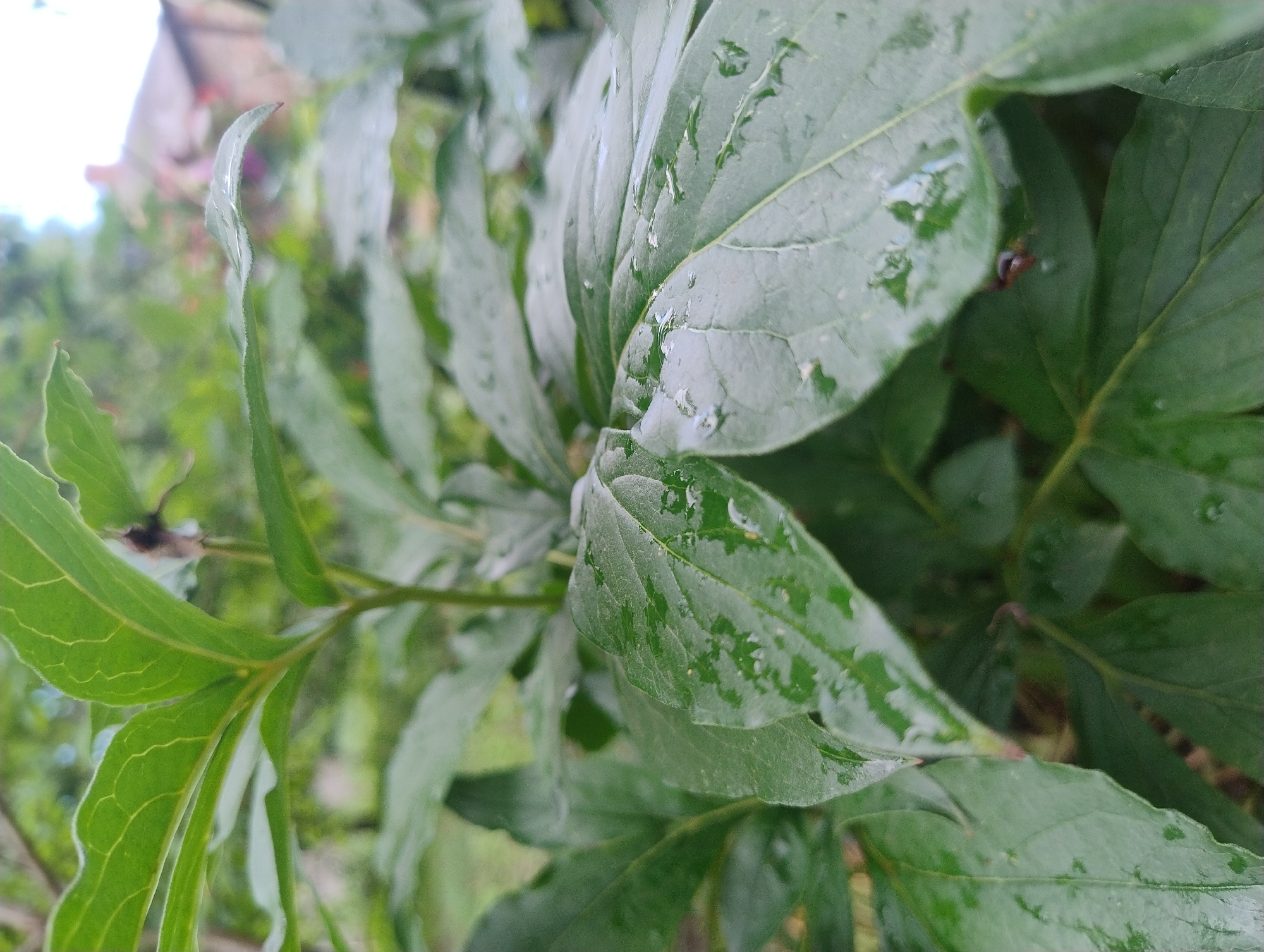 The image shows a close-up of green leaves that appear to be wet, with water droplets visible on their surfaces. The leaves are part of a plant with large, lobed leaves and a central stem. The background is blurred, showing a mix of green foliage and what appears to be a building with a red roof in the distance. The overall impression is of a plant in an outdoor setting, possibly a garden or park, with indications of recent rain. The location is identified as Unknown, Unknown.
