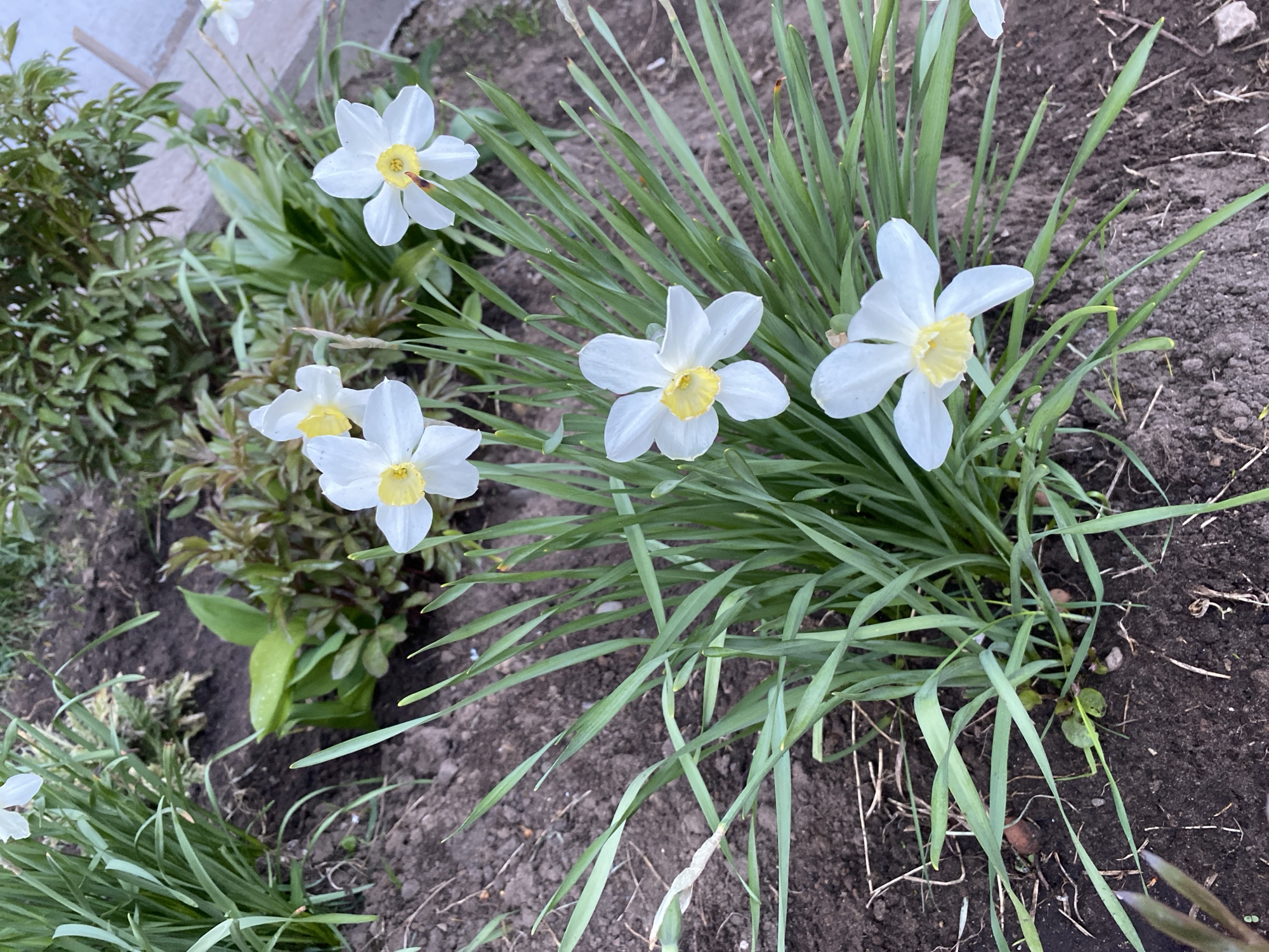 The image shows a cluster of white daffodils with yellow centers growing in a garden bed. The surrounding soil is dark brown and contains other foliage, including green leafy plants to the left. The location is likely in Chaikovsky, Russia.