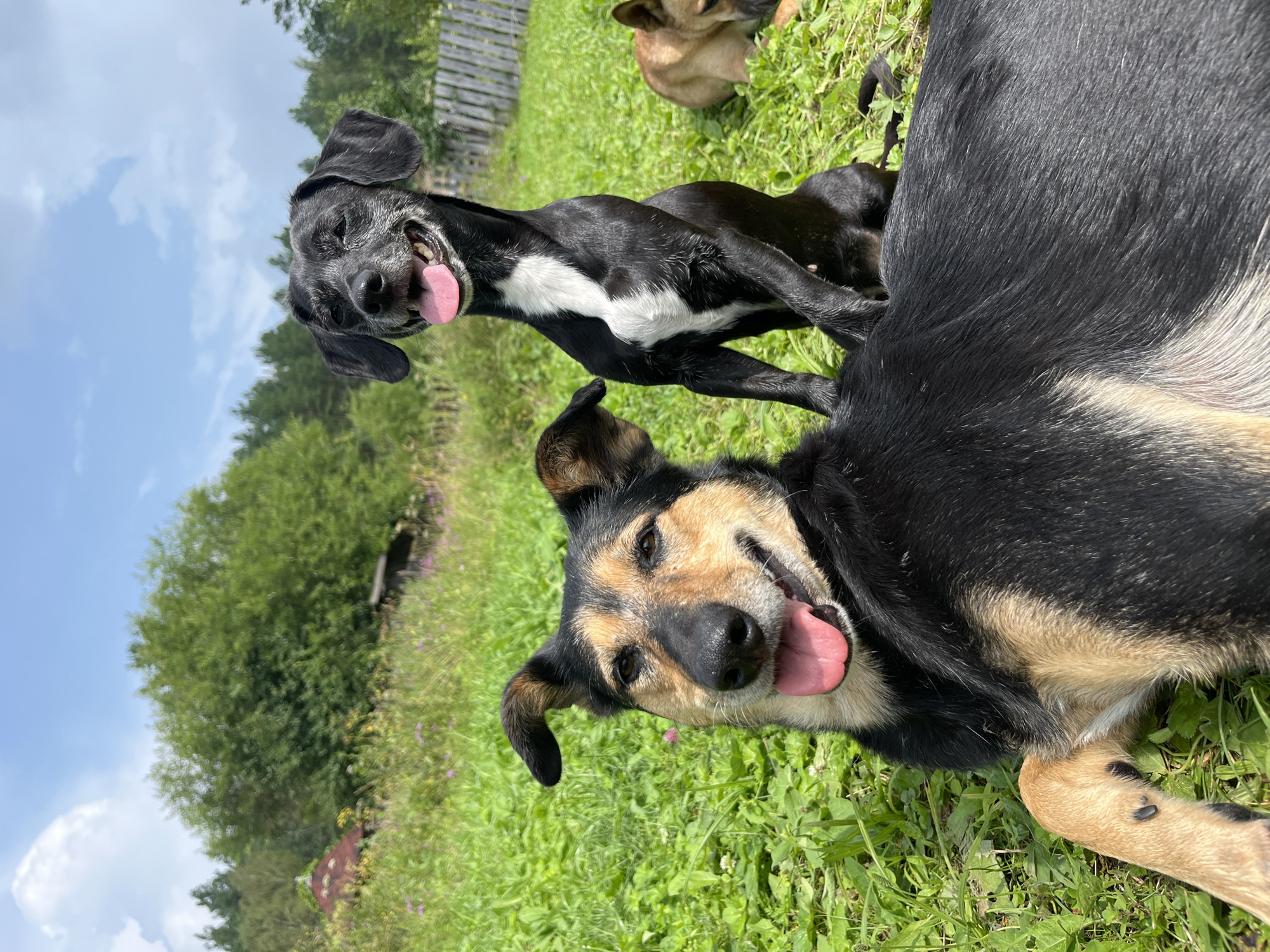 The image shows three dogs in a grassy outdoor area with a wooded background. In the foreground, a large black and tan dog is lying on its back, looking up and panting. Behind it, a smaller black dog with a white chest is sitting upright, also panting. To the right, a light brown dog is lying down in the grass, partially obscured. A wooden fence and some trees are visible in the background, suggesting a rural or semi-rural setting. The sky is blue with some white clouds. There is no indication that this image was taken in Nizhny Tagil, Russia.