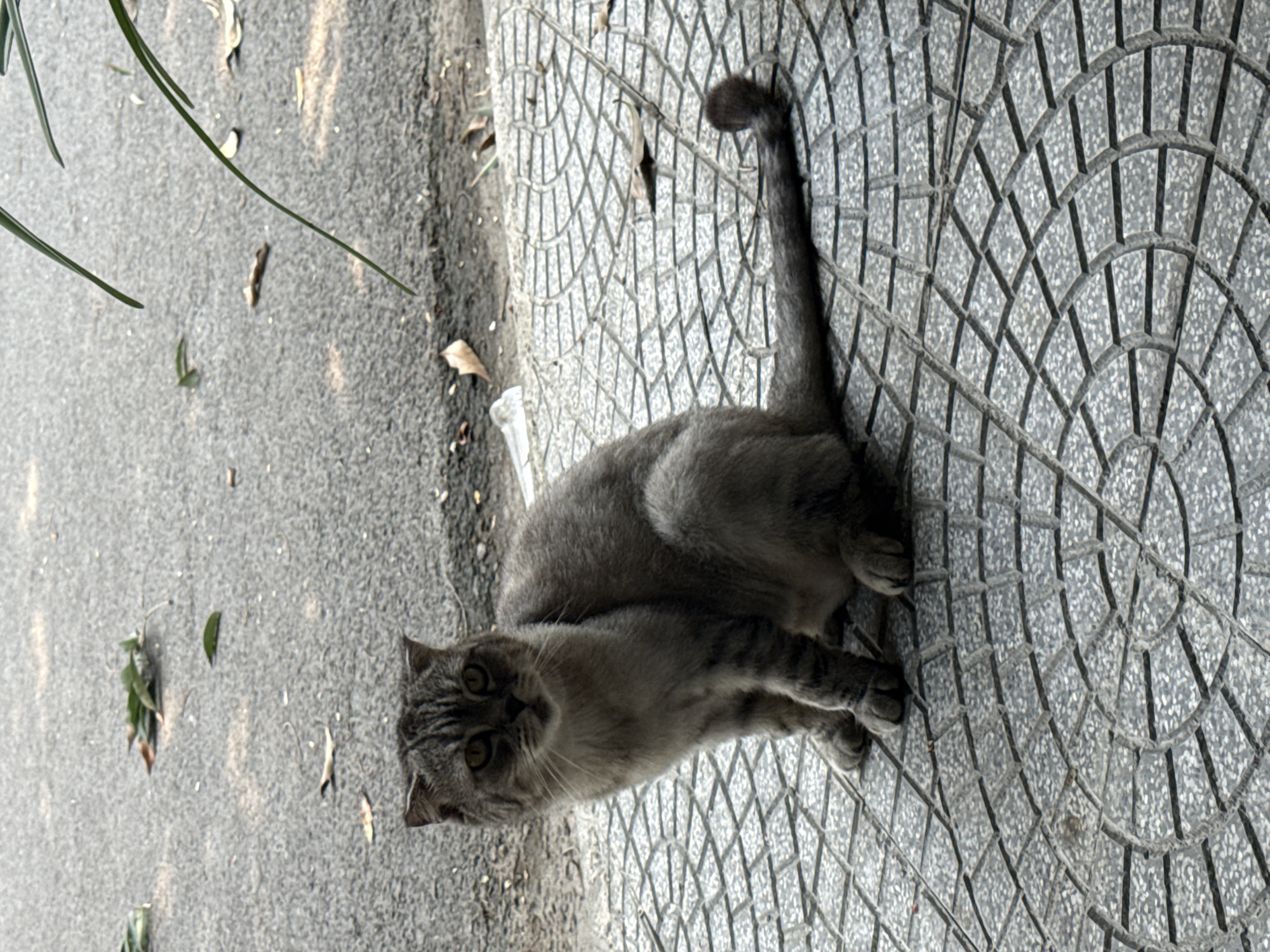 A medium-sized gray tabby cat with green eyes is the main subject of the photograph. The cat is crouching on a gray, patterned tile sidewalk. The cat is facing the camera.
To the left of the sidewalk is a gray asphalt surface with sparse vegetation. There is no visible evidence to determine that the photograph was taken in Đà Nẵng, Vietnam.