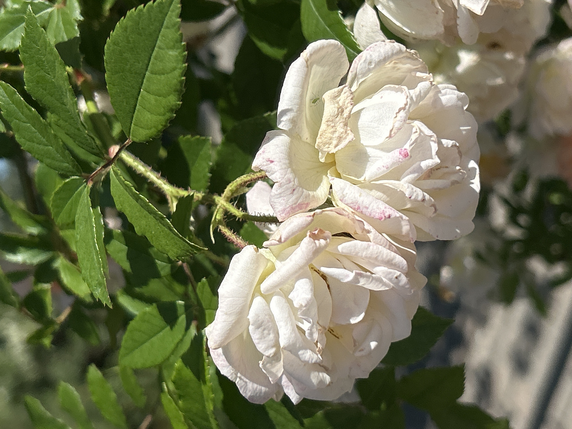 The image shows a close-up view of two white roses with pink tinges on their petals. The roses are in focus, with the foreground showing the delicate texture of the petals and a tiny green aphid on one of the blooms. The background is blurred, with hints of green leaves and a pale, textured surface that could be a fence or wall. The lighting suggests it is daytime, with the sun casting shadows and highlighting the flowers. The overall mood is serene and natural, capturing the beauty of the roses in bloom. The location is identified as Montreal, Canada. There is no visible text in the image.