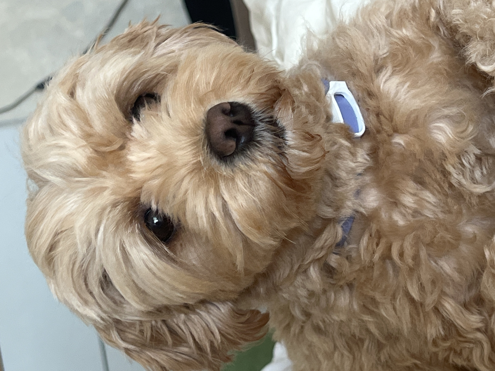 The image shows a close-up portrait of a light brown, fluffy dog with dark eyes and a dark nose. The dog is wearing a light blue and white collar with a small white tag. The dog appears to be indoors, possibly on a bed or couch, with a neutral-colored background. There are no people visible in the image. The location in the city of Ladozhskoe Ozero, Russia, is not evident from the image itself.