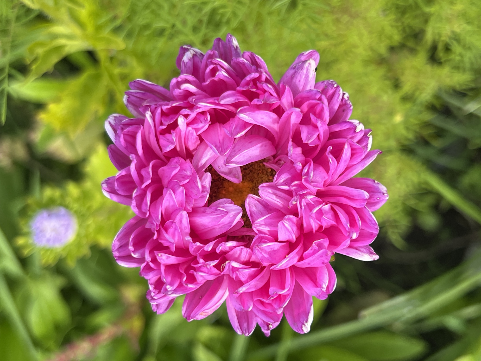 A close-up, top-down shot features a vibrant pink aster flower in full bloom. The flower's petals are densely packed and layered, with delicate white tips. In the center, a cluster of light brown stamens is visible. The background is a soft blur of lush green foliage, with a hint of a small, out-of-focus purple bloom in the upper left quadrant. The scene is an outdoor garden setting. This image was taken in the city of Otradnoye, Russia.