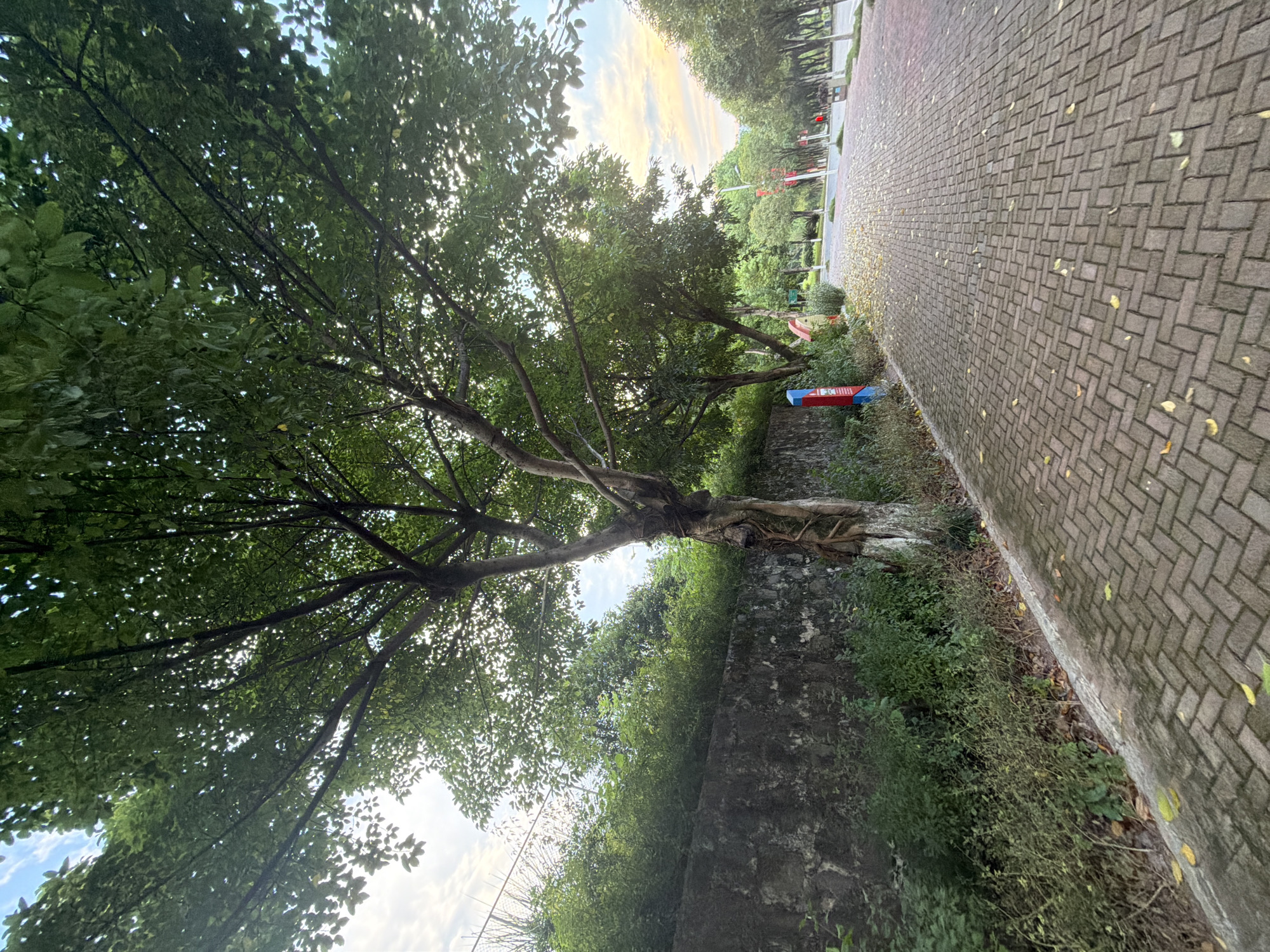A paved pathway runs alongside a stone wall, bordered by lush green vegetation and large trees. The path, made of interlocking brick pavers, is partially covered with fallen yellow leaves. A prominent tree with exposed roots stands near the wall. Further down the path, streetlights and other trees line the route, with a hint of a cloudy sky in the background, suggesting a late afternoon or early evening in a park or public space within the city of Jiangjin, China.