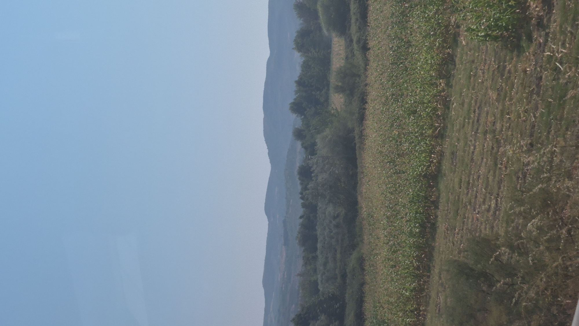 The image depicts a rural landscape under a clear blue sky, likely in the vicinity of Hekal, Albania. In the foreground, a field of mature corn stalks with green leaves and dry stalks dominates the lower half of the frame. The corn appears to be in the process of ripening or has recently been harvested in some sections, as evidenced by the dried material on the ground between the rows. To the left and right of the cornfield, the ground is covered in shorter, dry vegetation and stubble.
Beyond the cornfield, a dense band of trees, primarily olive trees based on their characteristic silver-green foliage, stretches across the middle ground. These trees create a textured, green barrier separating the agricultural fields from the distant hills. Some of these trees appear to be mature and well-established, forming a natural border.
In the background, rolling hills rise gently, their forms softened by distance and a slight haze. The hills are covered in a mosaic of vegetation, with shades of green and earthy brown visible. The overall impression is one of a tranquil, agricultural region with expansive open spaces and natural beauty. There are no people or animals visible in the image. The environment is characterized by farmland, woodland, and natural topography, indicative of a rural setting.