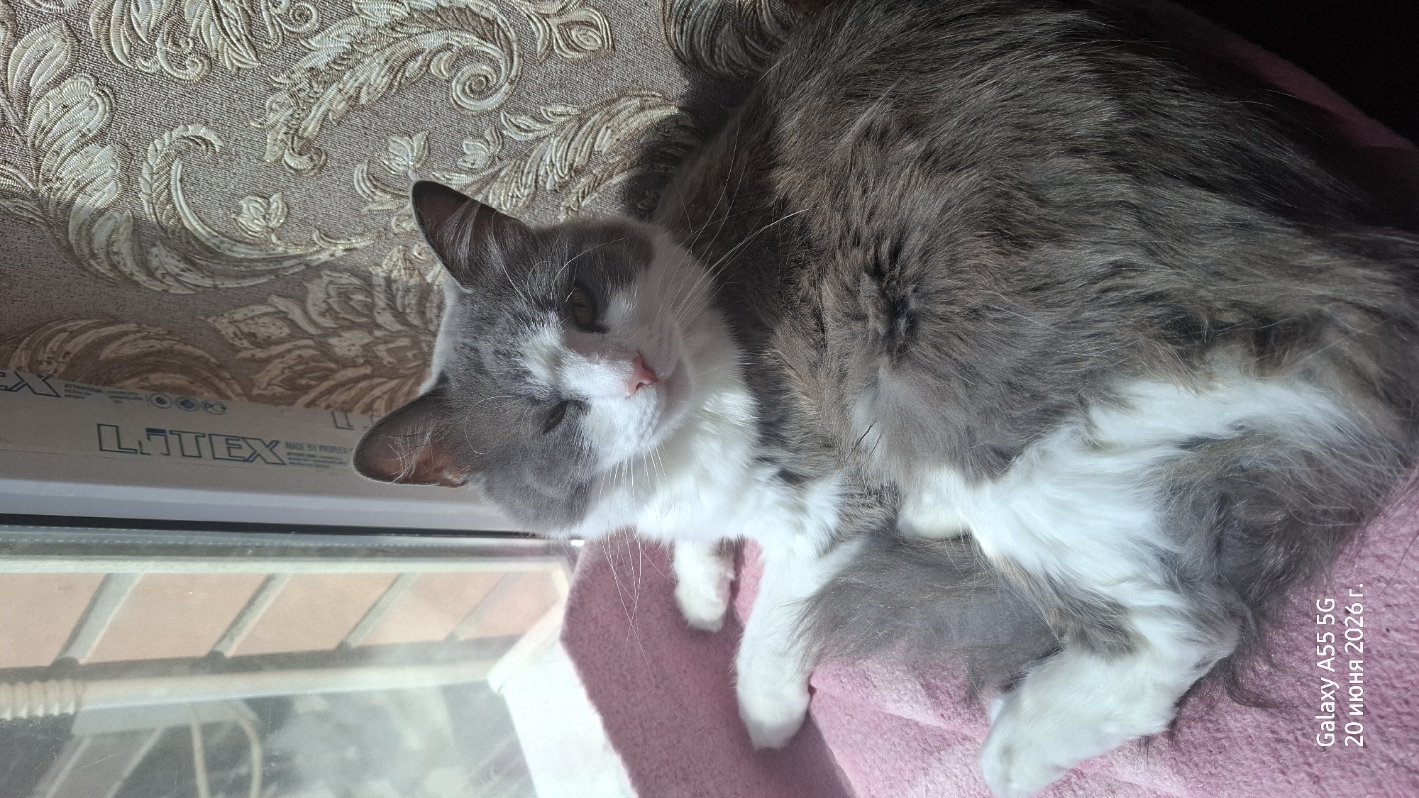 A medium-haired, grey and white cat is lying on a pink blanket, basking in sunlight near a window. The cat is partially asleep, with one eye closed and the other slightly open. The background features a window with blinds, a brick wall, and patterned wallpaper. A watermark on the lower left corner indicates the image was taken with a Samsung Galaxy A55 5G on June 20, 2026. The cat appears comfortable and relaxed in its sunny spot.
