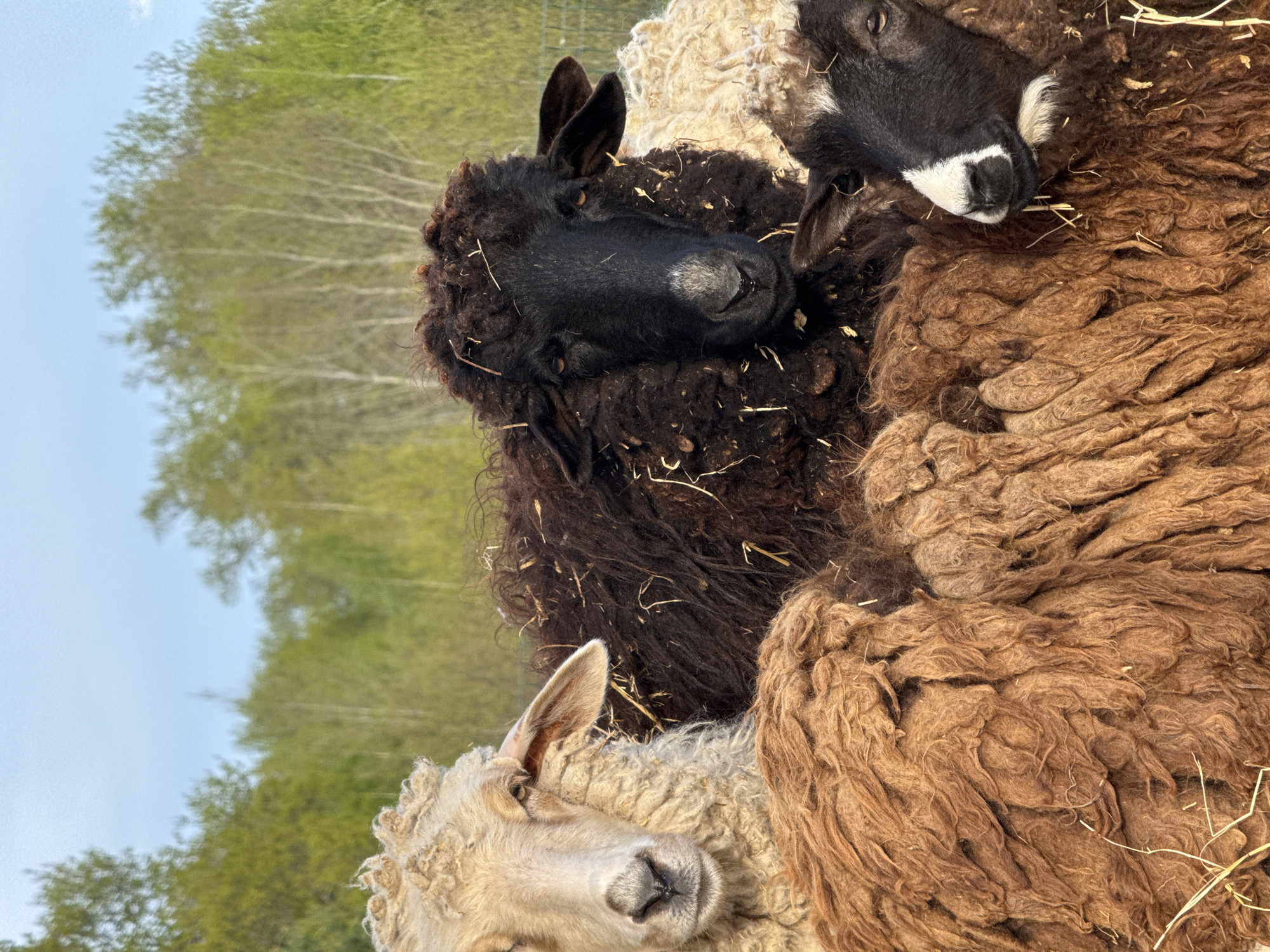 A close-up, eye-level shot of four sheep in a field. The sheep are various colors: white, black, and brown. They are huddled close together, their wool covered in bits of hay. The background consists of trees and a slightly cloudy sky. The location is Bol'shoye Kozino, Russia.