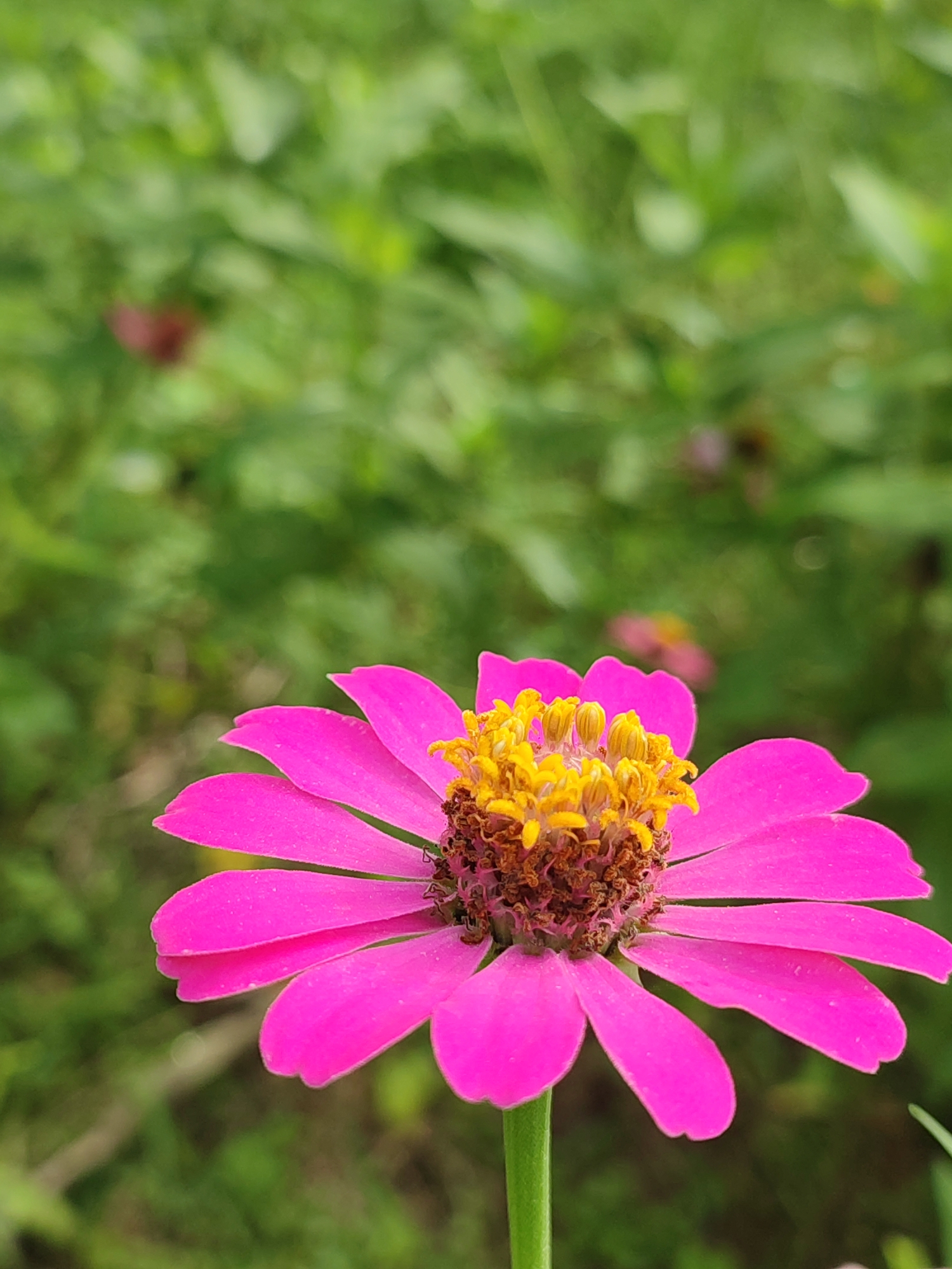 A close-up, vertical, eye-level shot features a vibrant pink zinnia flower in the foreground, with its bright yellow stamens prominently displayed at the center. The flower's petals are slightly curled and detailed, showing a smooth texture and a few subtle water droplets. The stem of the flower is a bright green, extending downwards out of frame. The background is a soft, blurred expanse of green foliage, suggesting an outdoor setting. The overall lighting is natural and even. The image appears to be a photograph taken in a garden or natural landscape, possibly in Blangriek, Indonesia, a location known for its lush greenery and floral diversity. There are no people or animals visible in the image.