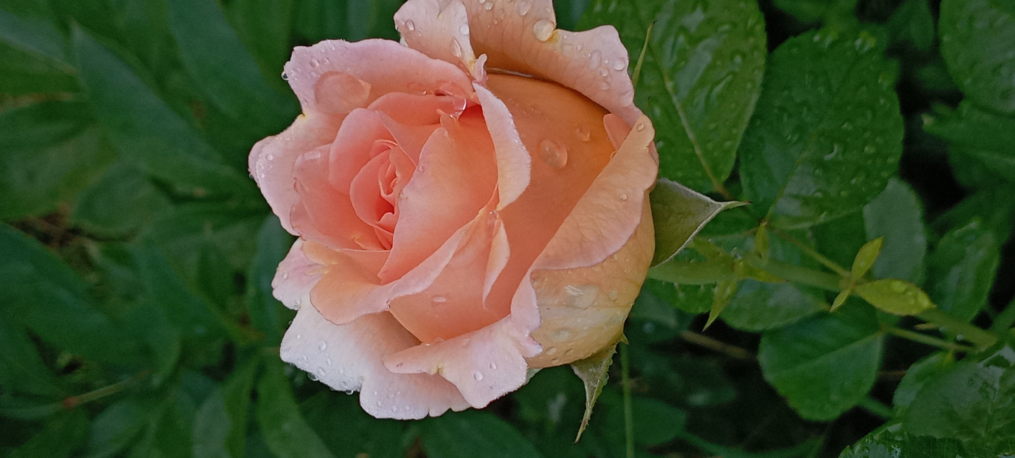 A close-up, top-down shot captures a pale orange rose in full bloom, its delicate petals dusted with small water droplets. The rose is positioned slightly to the right of the frame, with its tightly curled center gradually unfurling outwards. The background consists of lush, dark green foliage, also glistening with moisture, suggesting a recent rainfall. The lighting is soft and diffused, highlighting the dew-kissed texture of the rose and leaves without harsh shadows. The scene evokes a sense of freshness and natural beauty. The location is unknown.