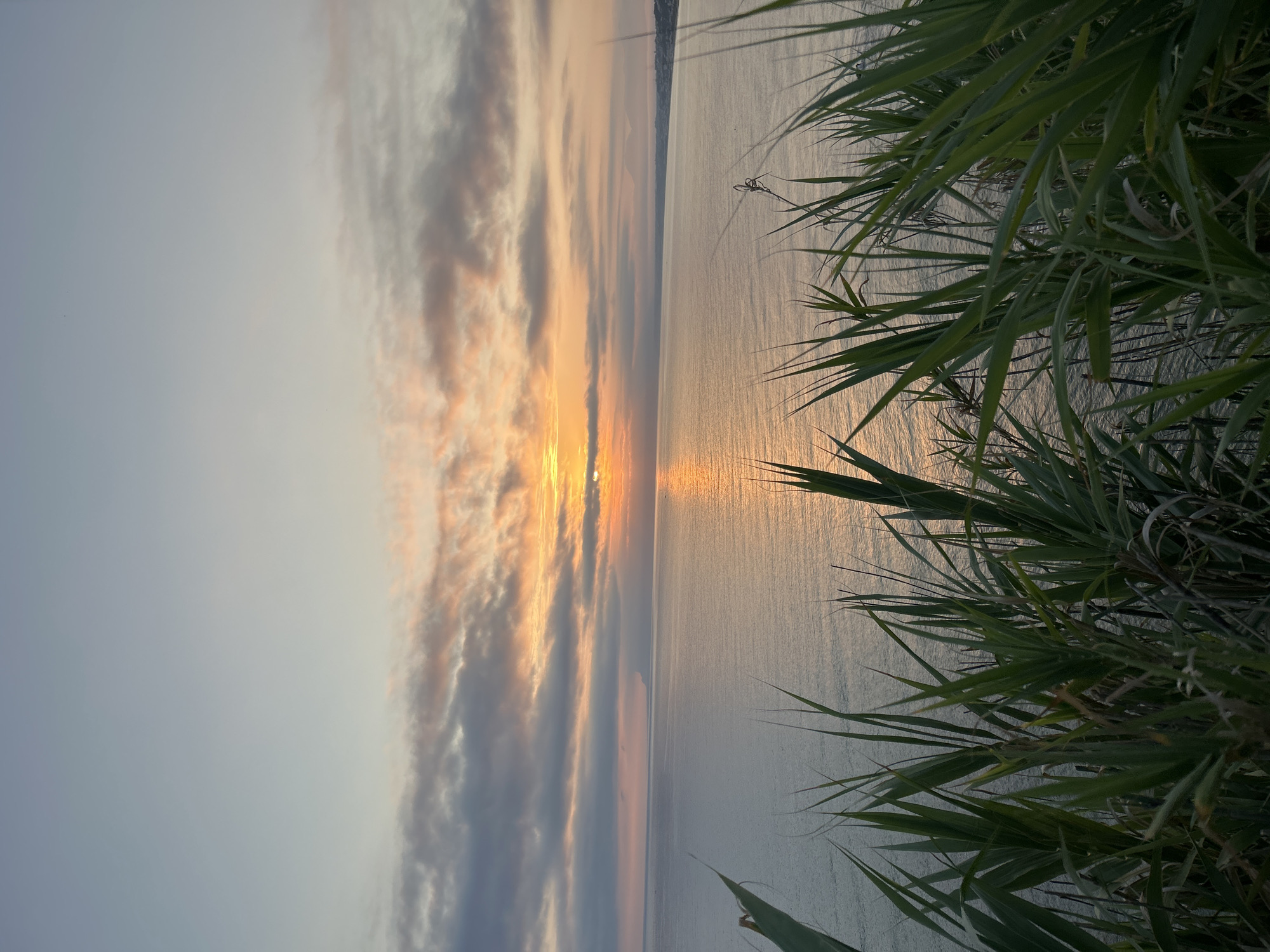 An outdoor, eye-level, vertical shot captures a tranquil sunset over the sea in Castellammare del Golfo, Italy. The sky transitions from a pale blue at the top to hues of orange and pink near the horizon, with scattered clouds. The sun, partially obscured by clouds, casts a shimmering golden path across the calm, grey sea. In the foreground, tall, green grasses grow, obscuring the lower portion of the scene. The coastline is visible in the distance on the right, featuring buildings and a few hills. No people or animals are present in the image.