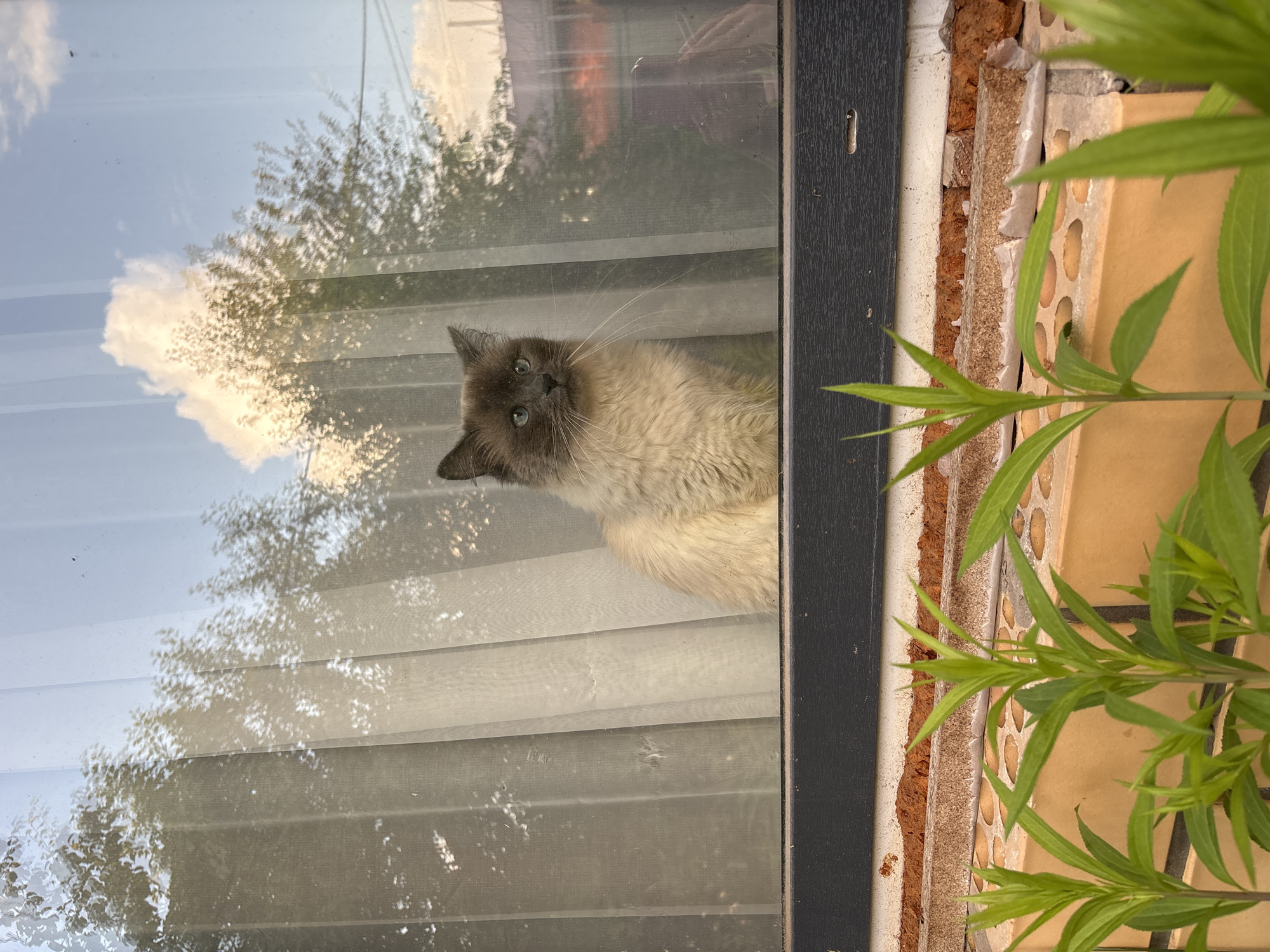 A fluffy cat with light brown and white fur and blue eyes sits on a window ledge. The cat is facing left, looking out of the window. Behind the cat, sheer white curtains are visible. The window reflects trees and a cloudy sky, suggesting an outdoor environment. In the foreground, green plants grow in front of a brick wall. The scene appears to be outdoors, possibly in a residential area of Neftekamsk, Russia.