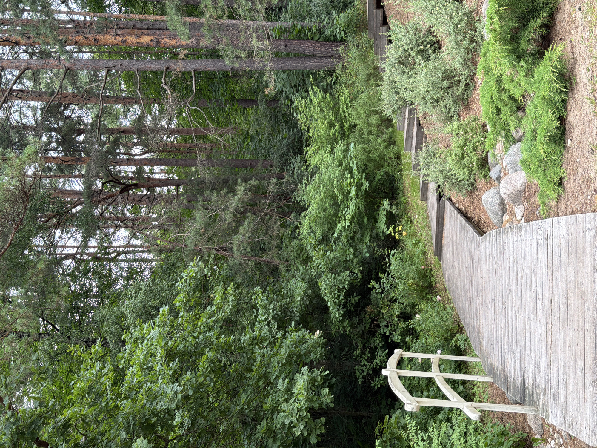 The image shows a curved wooden walkway with white railings leading through a lush green forest. The walkway is made of weathered wooden planks and is surrounded by dense vegetation, including trees, bushes, and low-lying greenery. In the background, a set of wooden steps ascends a small incline, also surrounded by plants. The overall atmosphere is serene and natural, suggesting a park or forest trail. The specific location of this scene within Riga, Latvia, is not identifiable from the image alone. There are no people or animals present in the scene.