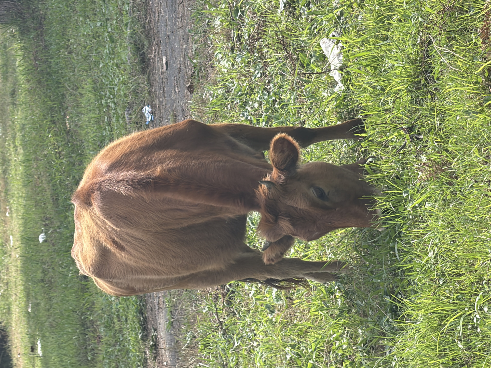A brown calf with small horns is grazing on lush green grass in Ureki, Georgia. The calf is facing downwards, its head lowered to eat. Its body is lean, with its ribs slightly visible beneath its fur. The background consists of more green grass and a dirt path. Scattered in the grass and on the path are pieces of white litter. The scene is illuminated by natural sunlight, creating shadows and highlighting the textures of the grass and the calf's coat.