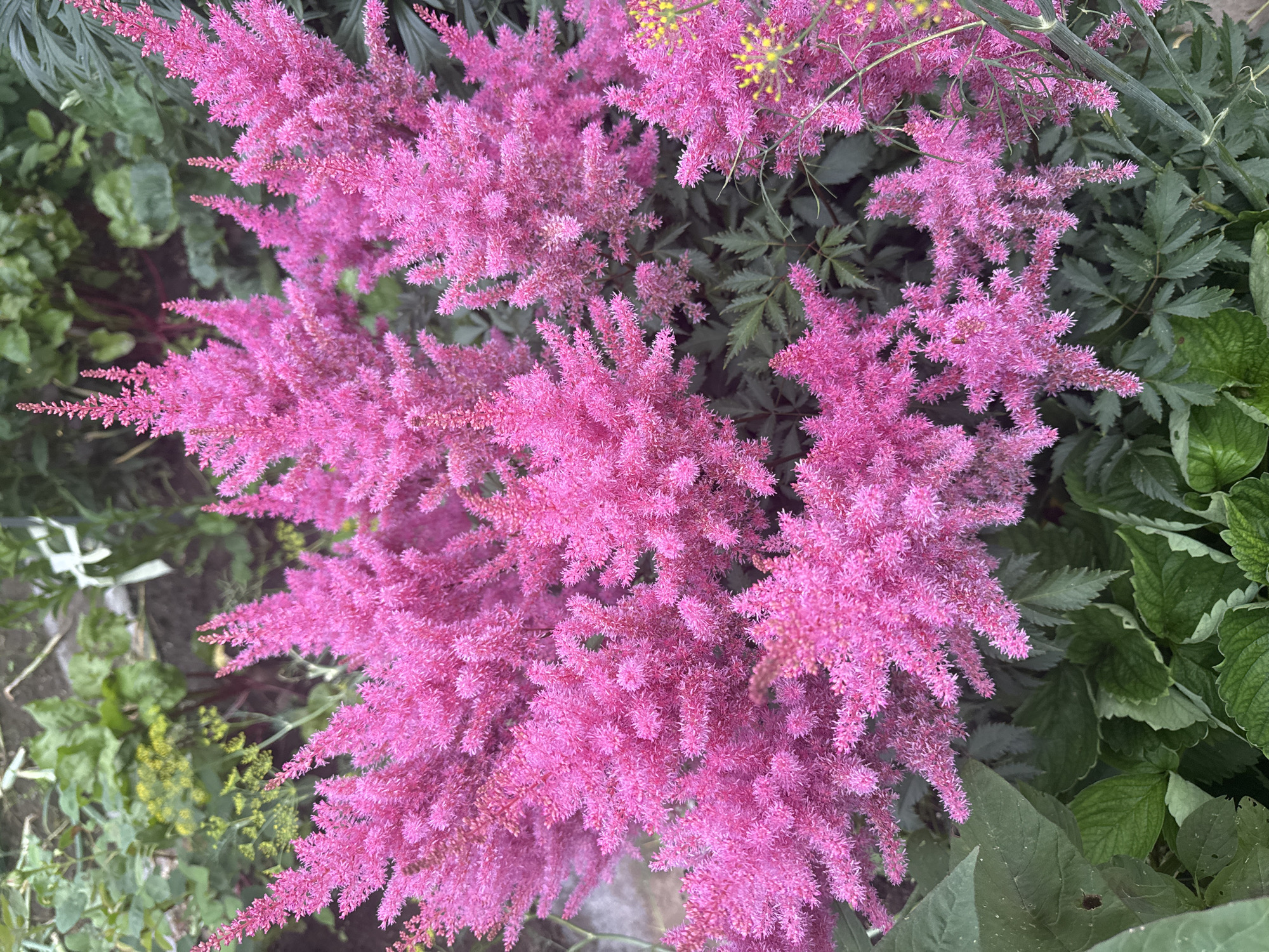 A close-up, high-angle shot shows a cluster of bright pink Astilbe flowers in full bloom, dominating the center of the frame. The feathery plumes of the flowers are densely packed and extend upwards and outwards. Interspersed with the pink flowers are dark green, fern-like leaves of the Astilbe plant, and in the background, some out-of-focus green foliage and yellow flowers are visible, suggesting a garden setting. The lighting is natural and appears to be from daylight. There are no people, animals, or man-made objects visible in the image. The location is the city of Nozhovka, Russia.