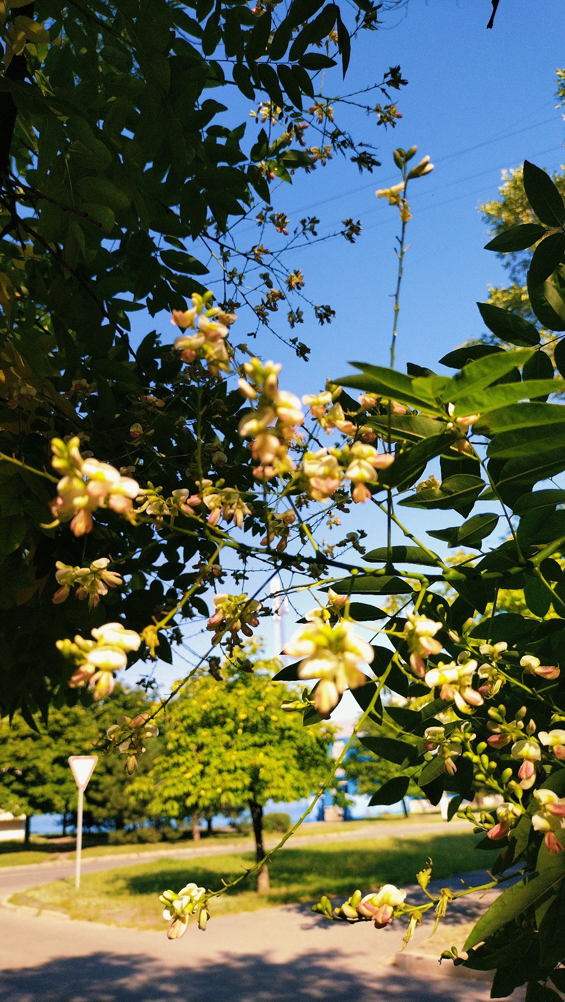 The image captures a close-up view of blooming branches against a clear blue sky. The foreground is dominated by the delicate, pale yellow and pink flowers and dark green leaves of a tree. In the background, a gently curving asphalt road is visible, bordered by a strip of green grass. Further in the distance, several deciduous trees with vibrant green foliage are scattered across the landscape. A white triangular yield sign stands prominently on the left side of the road, indicating an intersection or a turning point. The scene suggests an outdoor setting in a city park or along a tree-lined street in Horishni Plavni, Ukraine, bathed in the bright light of a sunny day.