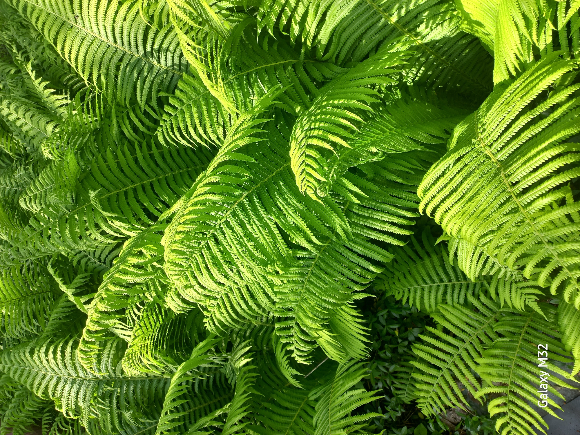 The image depicts a dense cluster of ferns. The plants are varying shades of green, with some leaves appearing lighter due to sunlight. The picture was taken in Volzhsky, Russia.