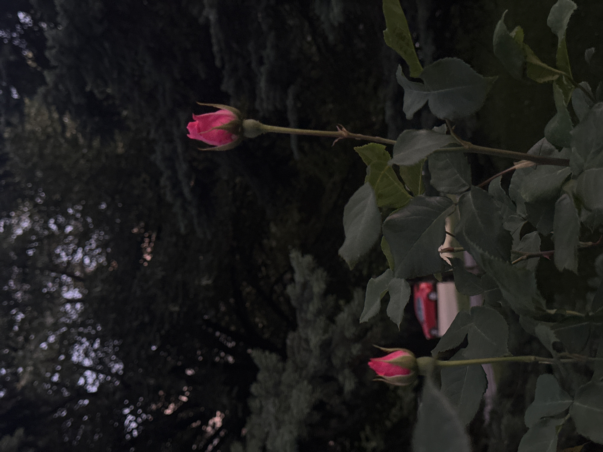 The image depicts a close-up view of two pink rose buds against a dark, blurred background of evergreen trees. In the mid-ground, a red car is visible on a street. The lighting suggests it is either dusk or dawn, with the overall scene being dark and moody. The setting appears to be a residential or park area with dense foliage. No people are visible in the image.