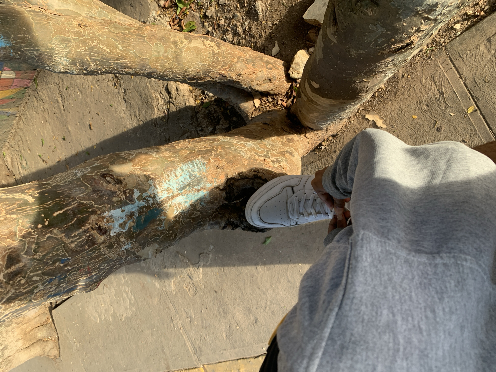 In El Valle del Espíritu Santo, Venezuela, a person wearing a gray hoodie and white sneakers is seen tying their shoelaces. The individual is positioned next to the trunk of a large tree, with the tree's textured bark showing patches of blue and light brown paint. The ground is a mix of concrete pavement and dirt, with scattered leaves. A colorful mural is visible in the background on a low wall. The scene is illuminated by the warm light of what appears to be late afternoon sun, casting long shadows.