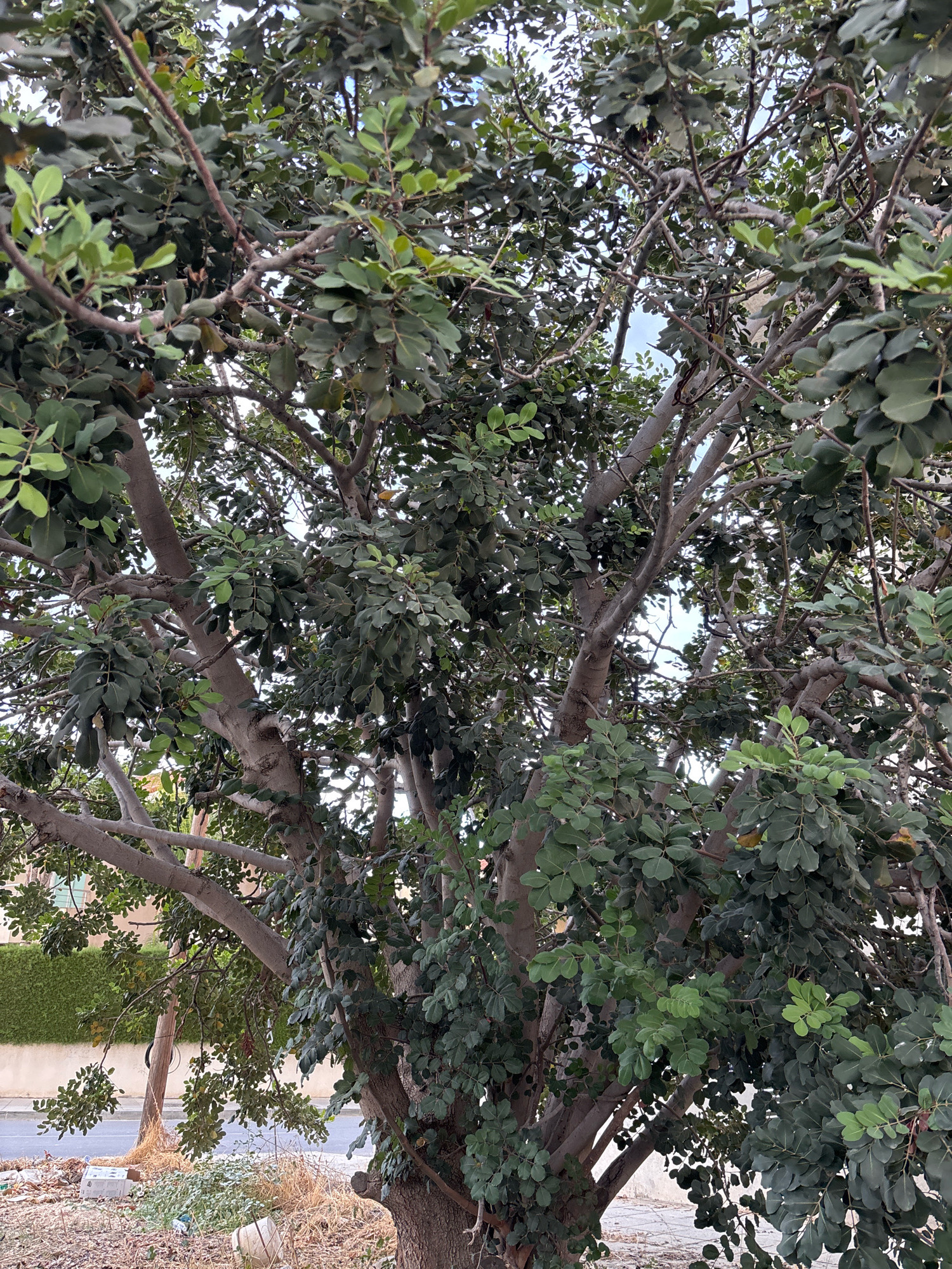 The image shows a large, mature tree with a thick, textured trunk and branches laden with dark green leaves. The tree occupies the majority of the frame, with its canopy extending upwards and outwards. Sunlight filters through the leaves, creating dappled shadows. In the background, to the left, a neatly trimmed green hedge lines a light-colored wall. Beyond the hedge, a hint of a building with windows is visible. A paved road runs horizontally in the lower portion of the image, bordering the tree. Beside the road and under the tree, there is visible debris, including plastic bags, dried vegetation, and discarded containers, indicating an urban or semi-urban environment. A wooden pole, possibly a utility pole, stands behind the tree on the left. The sky above is overcast with hints of blue peeking through. The scene appears to be captured on a typical day in Mesa Geitonia, Cyprus. There are no people or animals visible in the image.