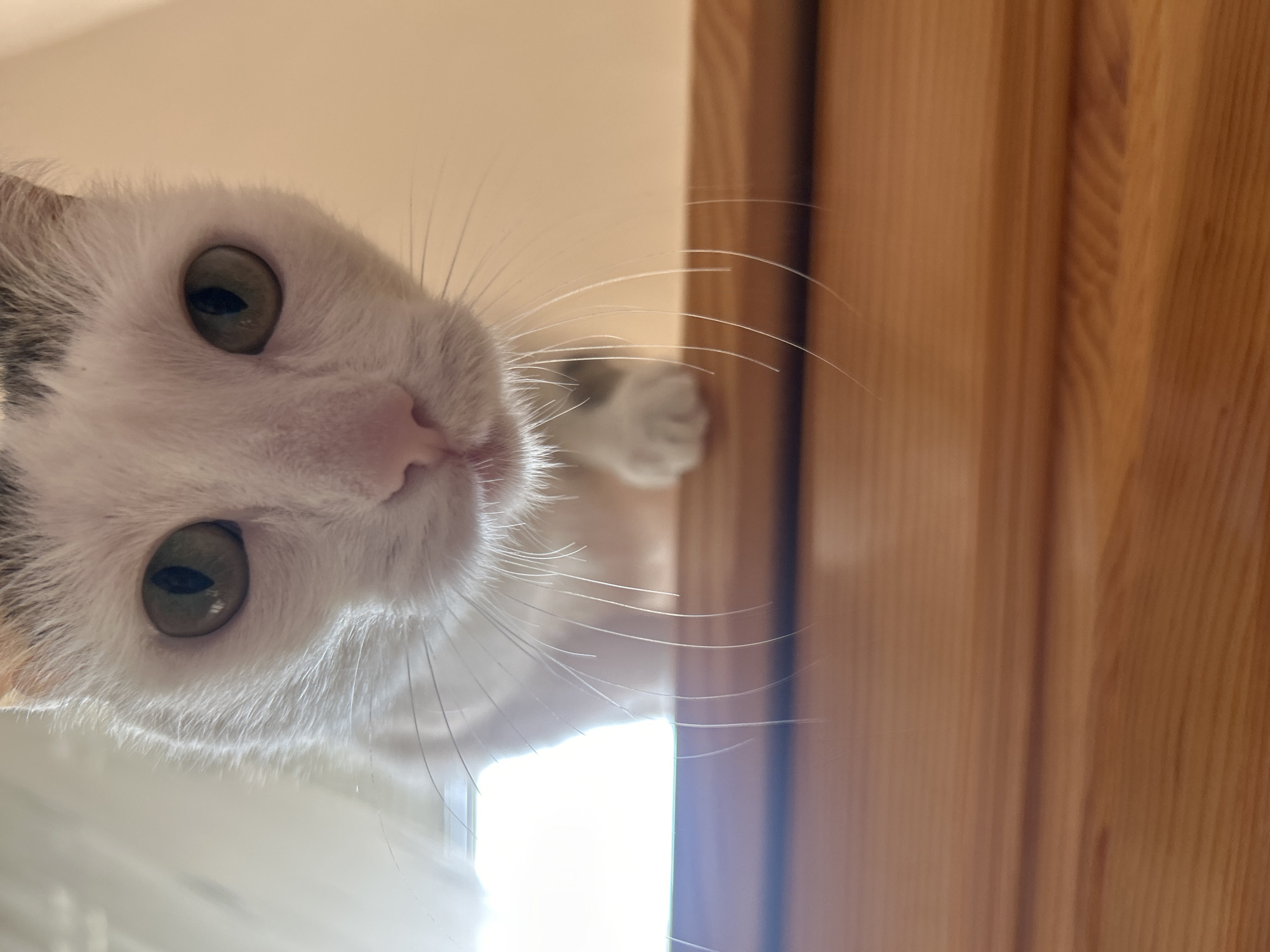 A white and grey cat with green eyes is looking down at the camera. The cat's face and whiskers are prominently displayed. A wooden door or panel is visible to the right of the cat. The location is Unknown, Unknown.
