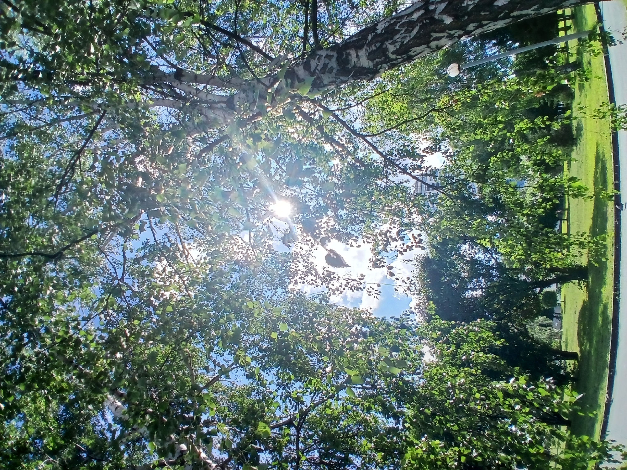 The image is a low-angle shot looking up through the canopy of a birch tree on a sunny day. The sun is visible, casting lens flare and dappling the green leaves with light. The tree's white, papery bark with dark markings is prominent in the upper portion of the frame. Beyond the tree, a bright blue sky with scattered white clouds is visible, interspersed with more greenery. To the right, a neatly manicured lawn extends to a paved walkway or road, with more trees and a lamppost visible in the background. The scene suggests a park or a well-maintained outdoor area, likely in Yekaterinburg, Russia, given the context. The overall mood is bright and serene, capturing a pleasant summer day. There is no visible text in the image.