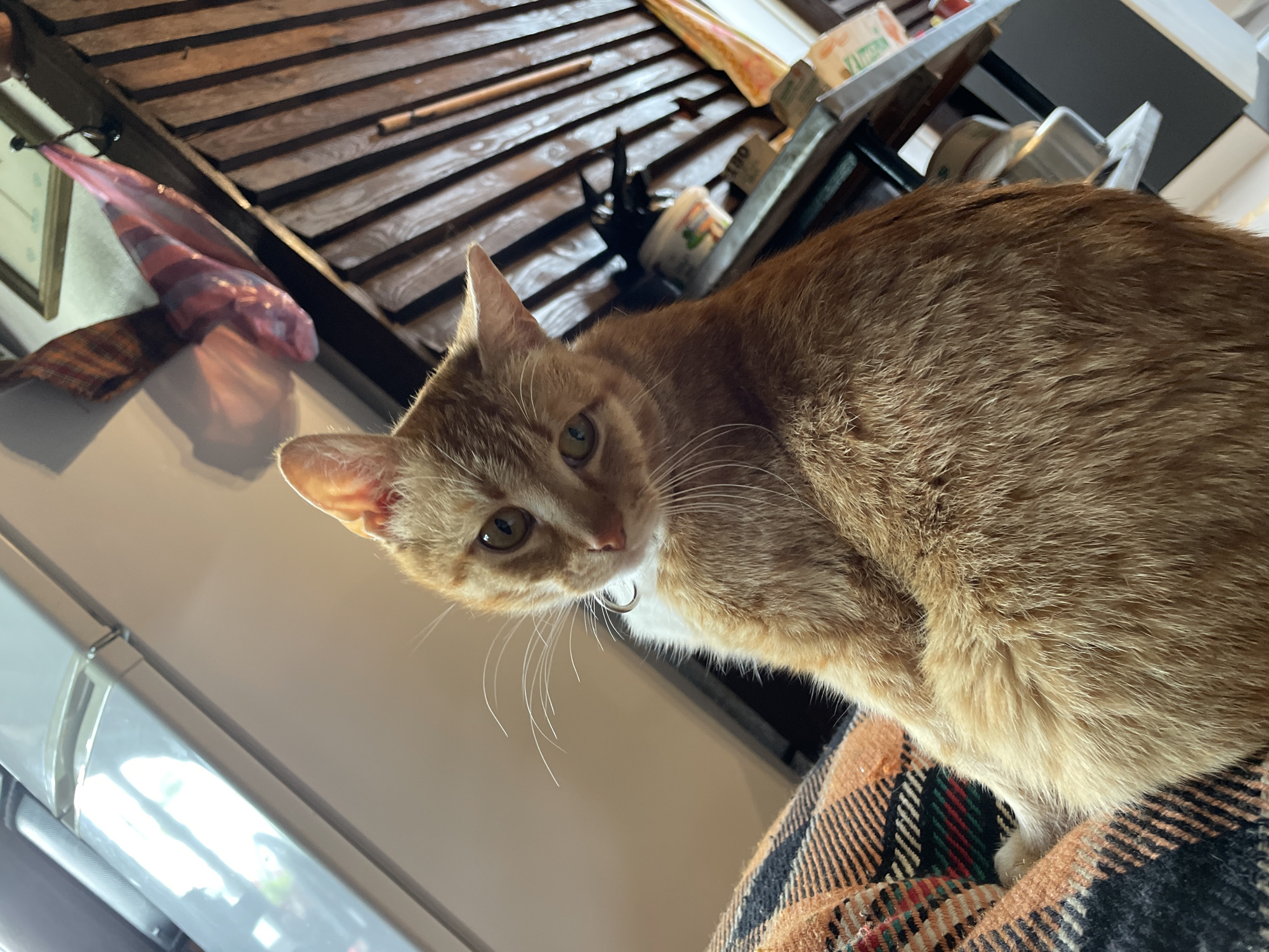 An orange tabby cat is the central subject of this indoor photograph, looking directly at the viewer with a curious and focused expression. The cat's fur is a warm ginger color with subtle tabby markings, and it has a prominent white patch on its chest. A slender silver ring, likely part of a collar, is visible around its neck. Its eyes are a light yellowish-green, and long white whiskers frame its face.
The cat is resting on a multi-colored plaid blanket, which is visible in the lower right portion of the frame. The blanket features a pattern of orange, black, white, red, and green stripes.
In the background, a light-colored appliance, possibly a refrigerator or cabinet with a metallic handle, is visible to the left. Above the cat and across the upper part of the image is a dark wooden slatted structure, which could be a ceiling feature or an elevated shelf. On this wooden surface, various items are discernable, including a small white container with what appears to be "100" or "00" printed on it, and a box or package with a green label showing "VARTUM" or similar text. A pinkish-purple fabric item hangs from a hook on the left side of the wooden structure.
The lighting suggests an indoor setting, creating a warm atmosphere. The image captures a moment of the cat's direct engagement with the camera in what appears to be a home environment in Zlatograd, Bulgaria.