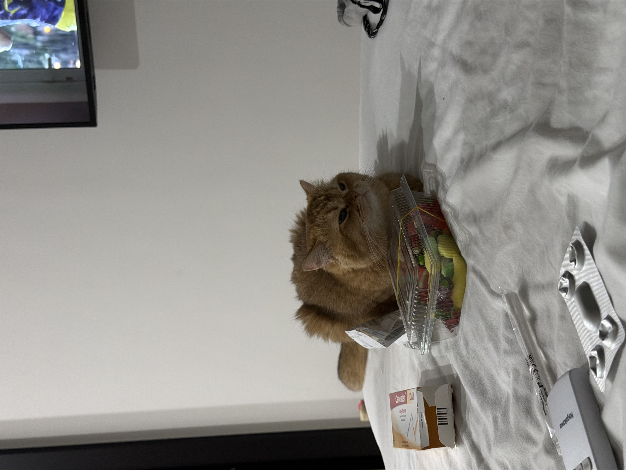 A medium shot depicts an orange cat reclining on a white sheet next to a plastic container holding fruit. The cat is positioned to the left of the frame. Also, on the sheet are various objects, including a box labeled "Canesten 1-DAY", a syringe, and a blister pack of pills. In the upper left corner, part of a television screen is visible against a white wall. The location, Đà Nẵng, Vietnam, is not apparent from the image.