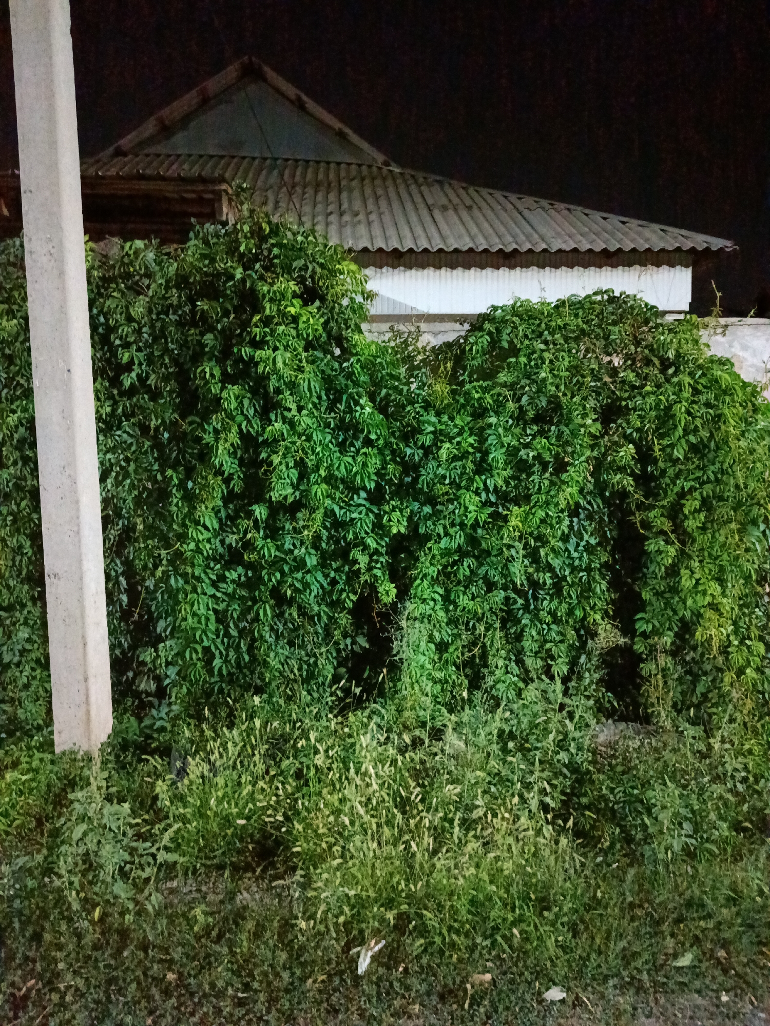 The image depicts an exterior scene at night, showing a dense, green leafy vine covering a wall and extending upwards towards the roofline of a building. A portion of the building's roof, made of corrugated material, is visible. In the foreground, a concrete pole stands to the left of the frame, and a strip of overgrown grass and weeds runs along the bottom. The setting appears to be a residential area in the city of Shymkent, Kazakhstan, possibly a backyard or side yard of a house, given the presence of the building and the dense vegetation. There are no people or animals visible in the image. The lighting suggests artificial illumination, possibly from a streetlamp or building lights, creating shadows and highlighting the texture of the leaves and the corrugated roof.