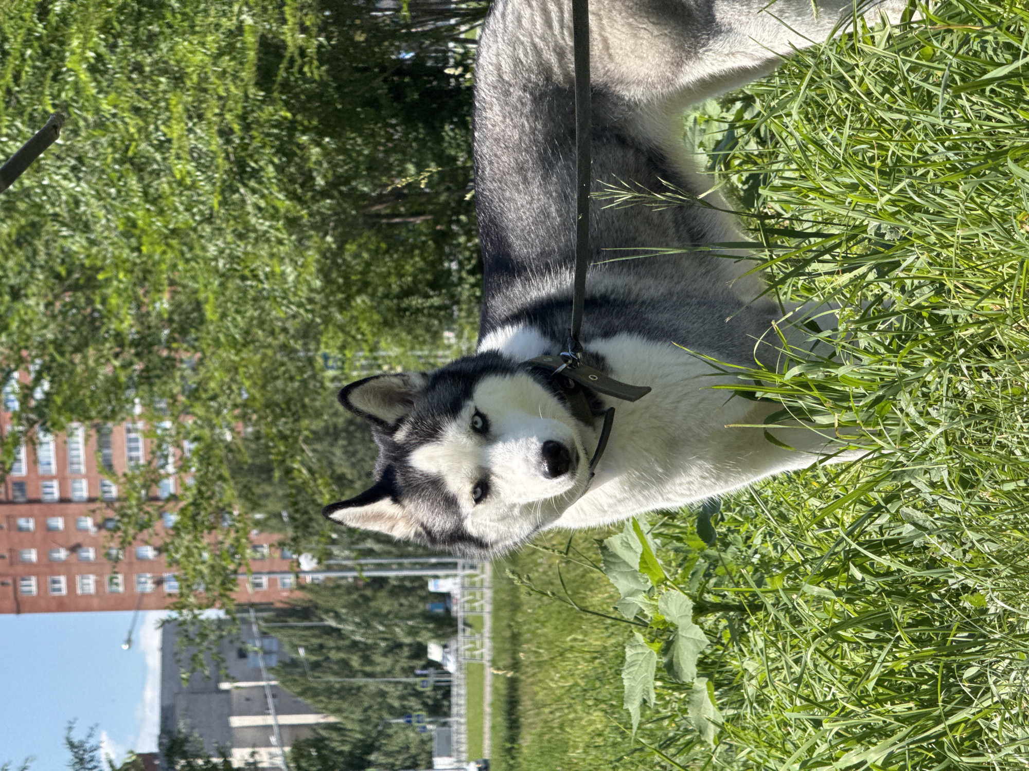 A husky dog stands in a patch of tall green grass, facing the camera. The dog has a black and white coat and striking blue eyes. A dark leash is attached to its collar, extending out of frame to the right. Behind the dog, a blurred urban landscape is visible. In the mid-ground, a red brick apartment building with numerous windows stands against a clear blue sky. To the left of the building, a lighter-colored, multi-story structure is also visible. A street with vehicles and traffic signals can be seen in the distance, suggesting the location is a city. The background is filled with lush green trees, indicating a park or a green area within the city. The overall impression is of a sunny day in an urban environment with a focus on the dog. The specific location of Tolyatti, Russia, is not visually identifiable from the image alone.