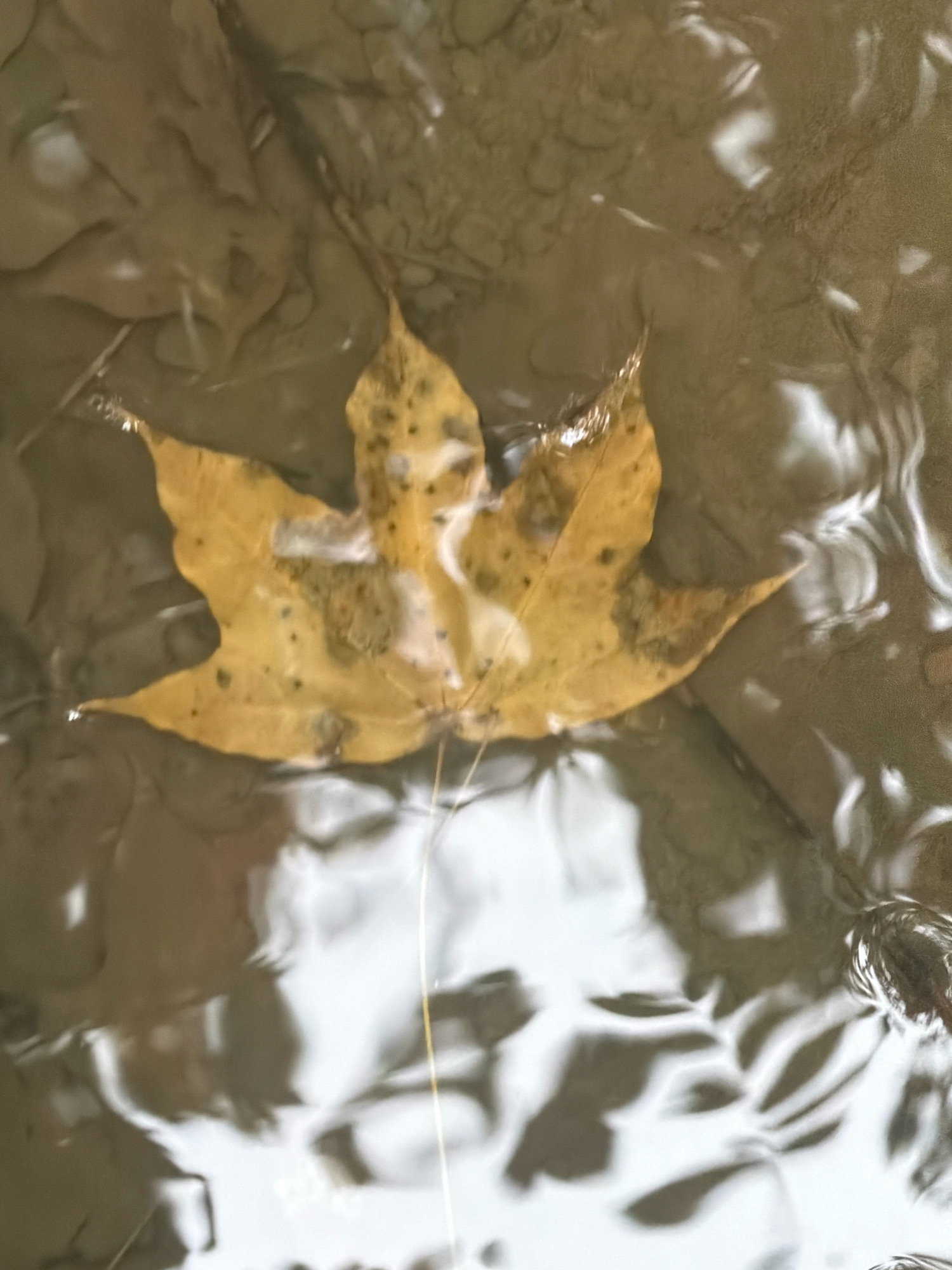 A single, yellowed maple leaf with dark spots floats on the surface of shallow, murky water. The leaf is positioned centrally in the frame and is partially submerged. The water's surface is disturbed, creating ripples and reflections of light that distort the view of the unseen bottom and any objects beneath the surface. The background consists of the indistinct shapes and colors of the water and what lies beneath. The environment suggests a natural setting, possibly a stream or puddle, rather than an urban one. There are no people or animals visible in the image. The context of Masalli, Azerbaijan, is not visually represented in the provided image.