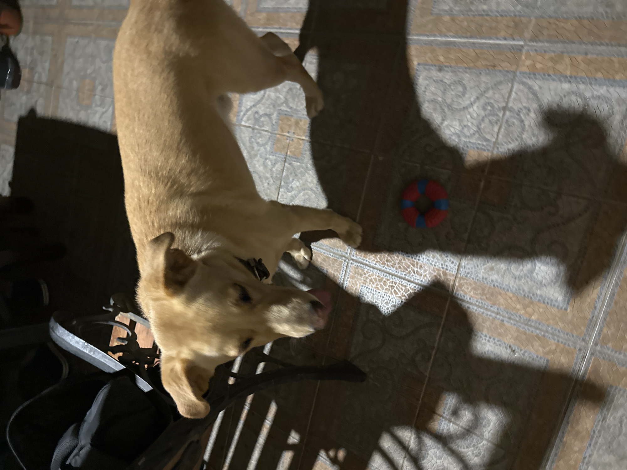 A tan dog with its tongue hanging out is standing on a tiled floor. A black bag and a metal bench are to the left of the dog. A red and blue ring-shaped toy is on the floor in front of the dog. The scene is indoors with shadows cast on the floor. The image is not taken in Sochi, Russia.